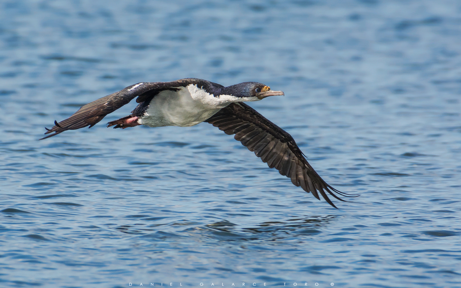 Sigma 50-500mm F4.5-6.3 DG OS HSM sample photo. Torresdelpaine photography