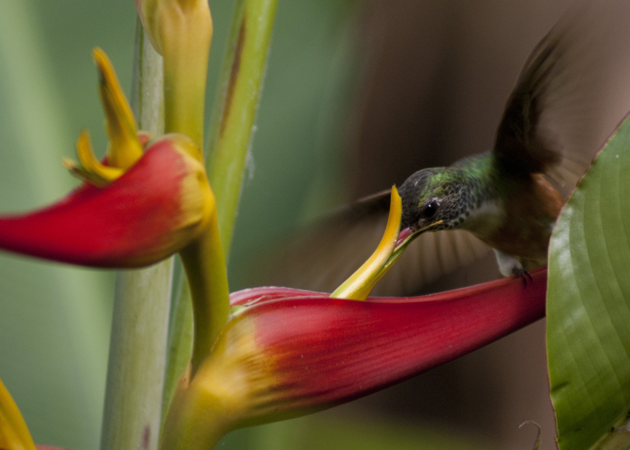 Sony 75-300mm F4.5-5.6 sample photo. Amazillia colirrufo sobre heliconia photography