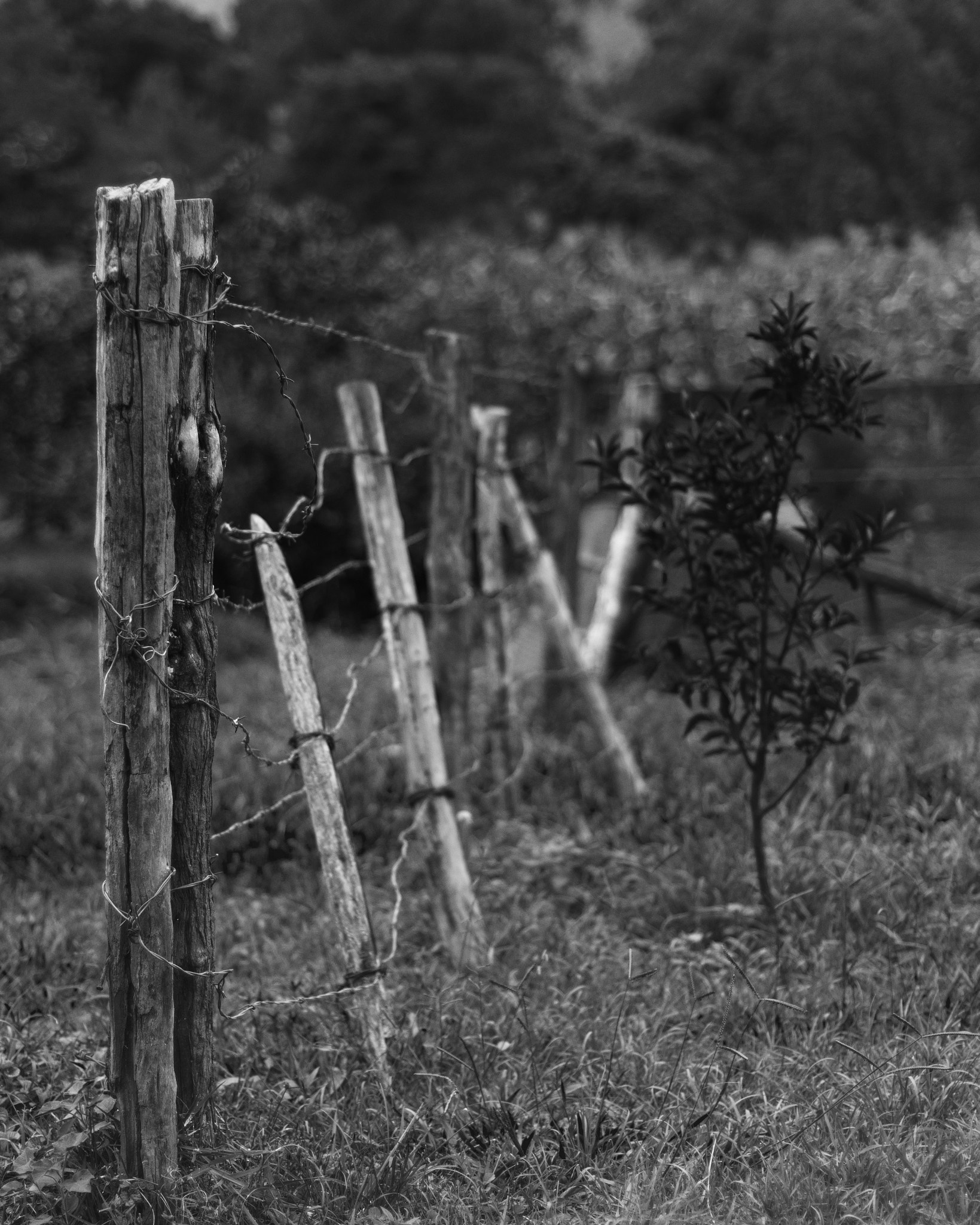 Nikon D800 sample photo. The old fence photography