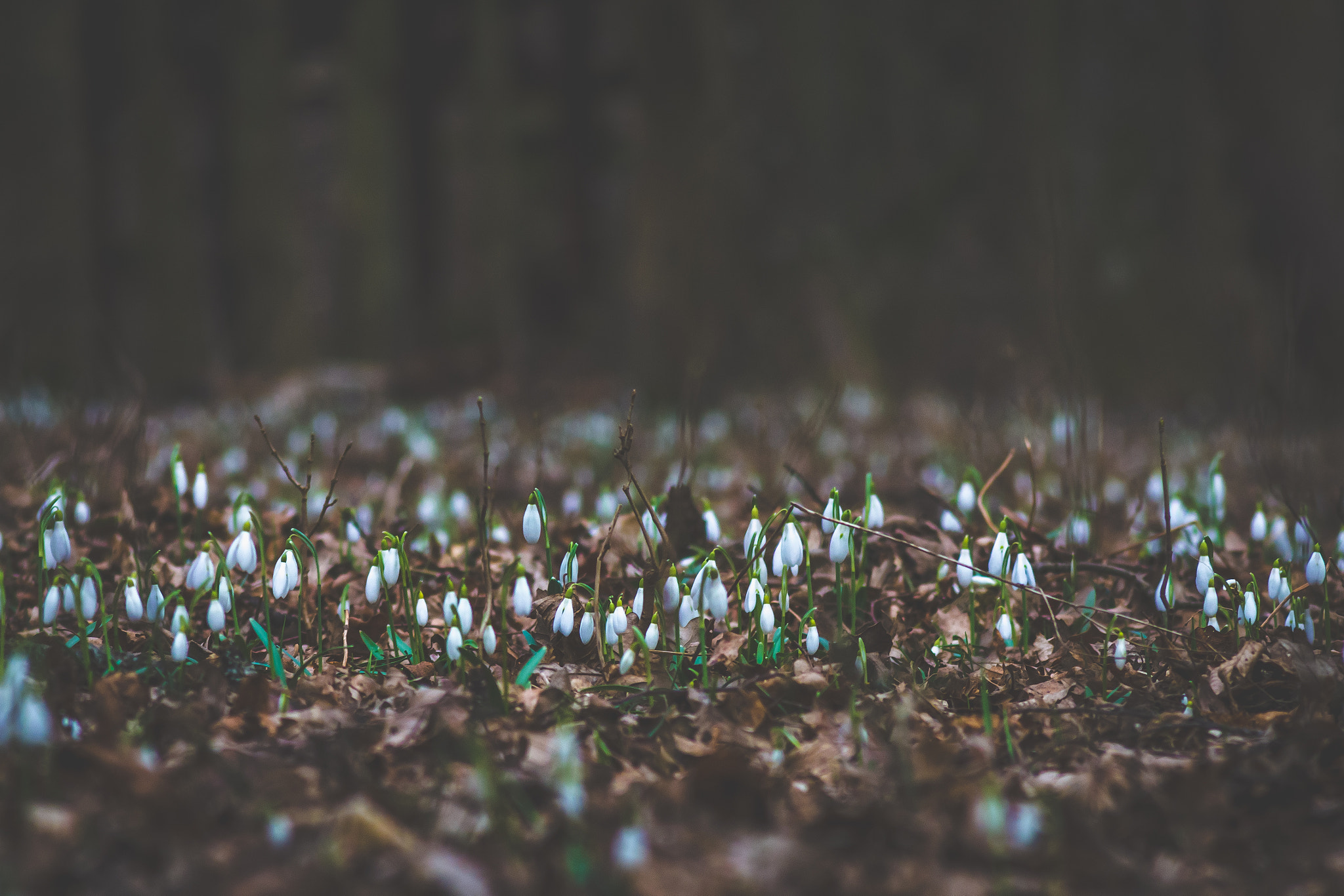 AF Nikkor 70-210mm f/4-5.6 sample photo. Snowdrop heaven photography