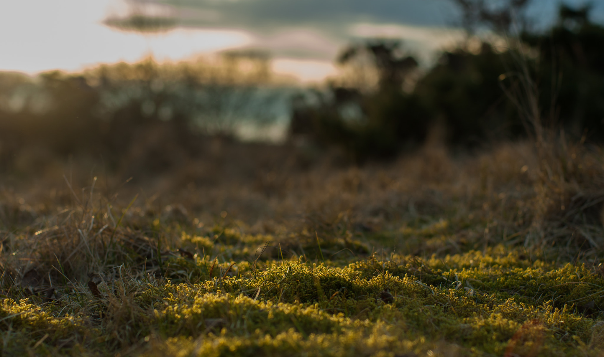 Sony Alpha DSLR-A300 sample photo. Moss on a spring day photography