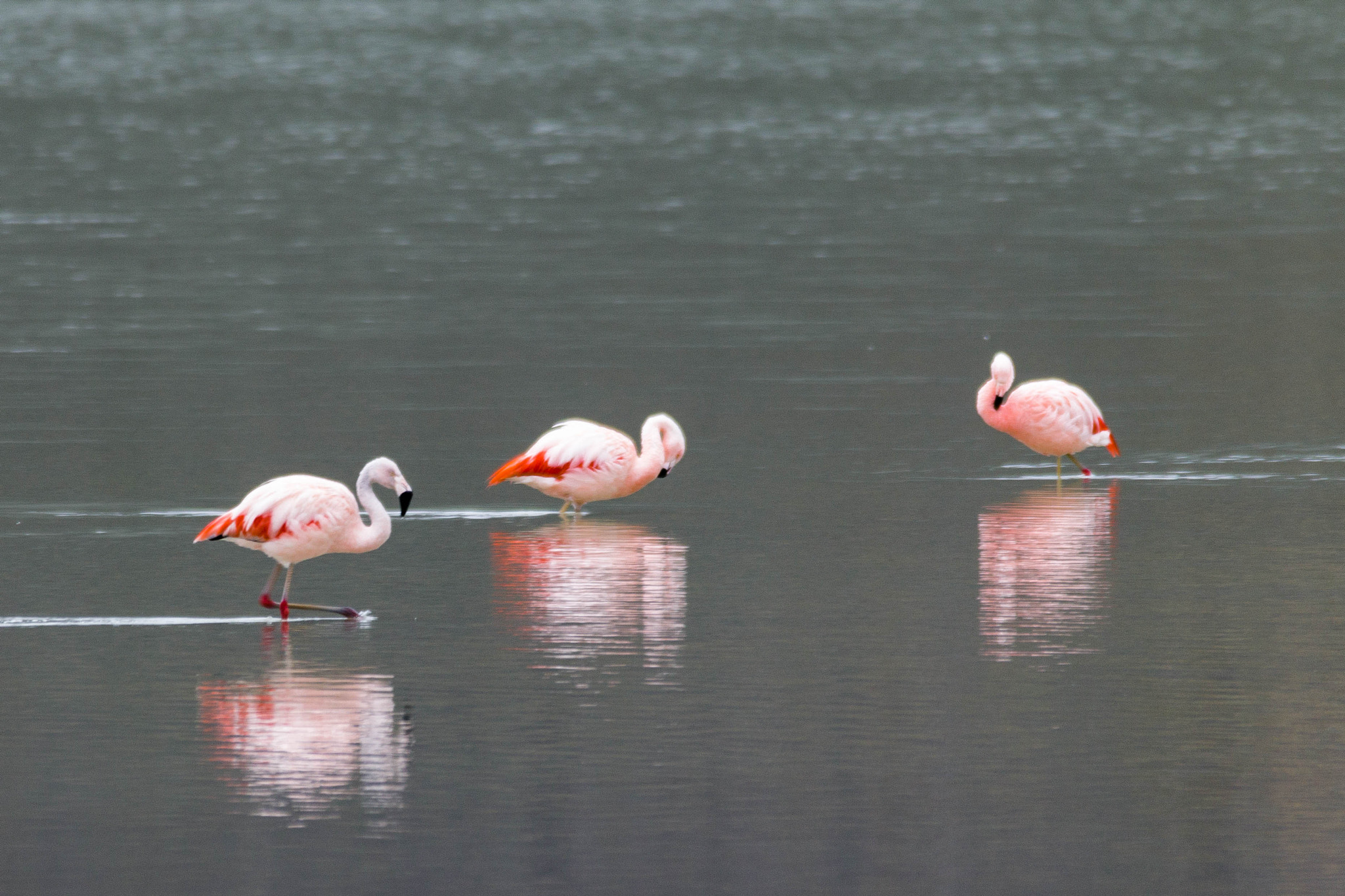 Canon EOS 70D + Sigma 150-500mm F5-6.3 DG OS HSM sample photo. Flamencos photography