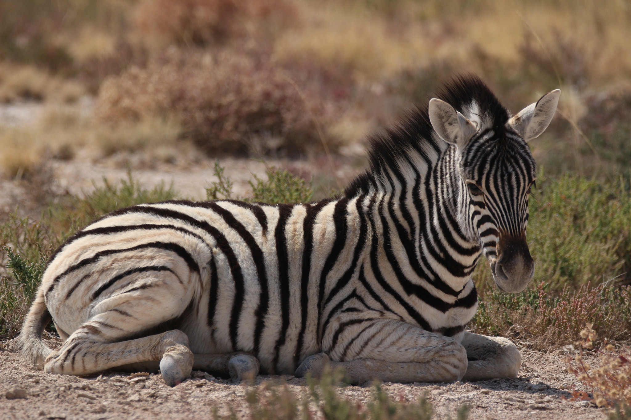 Sigma 150-600mm F5-6.3 DG OS HSM | C sample photo. Baby photography