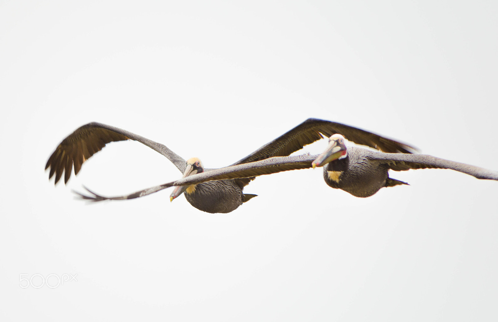 Nikon D7100 + Sigma 70-300mm F4-5.6 DG OS sample photo. Brown pelicans in formation photography