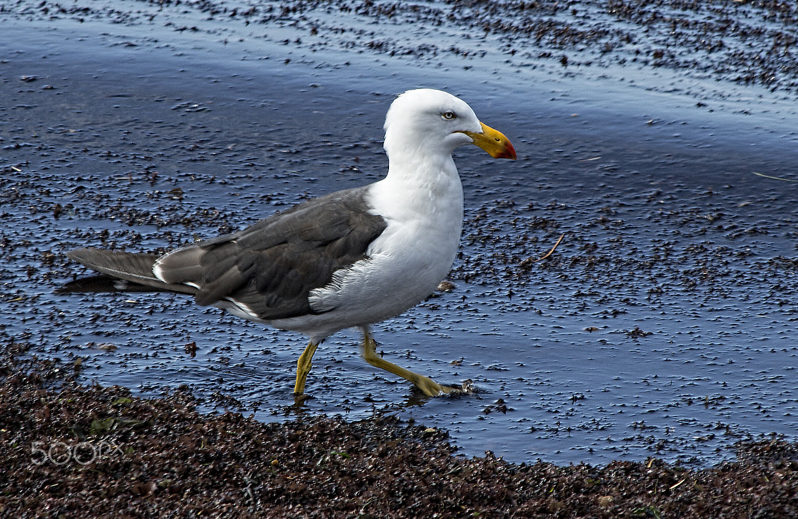 Canon EF 70-300mm F4-5.6 IS USM sample photo. Pacific gull photography