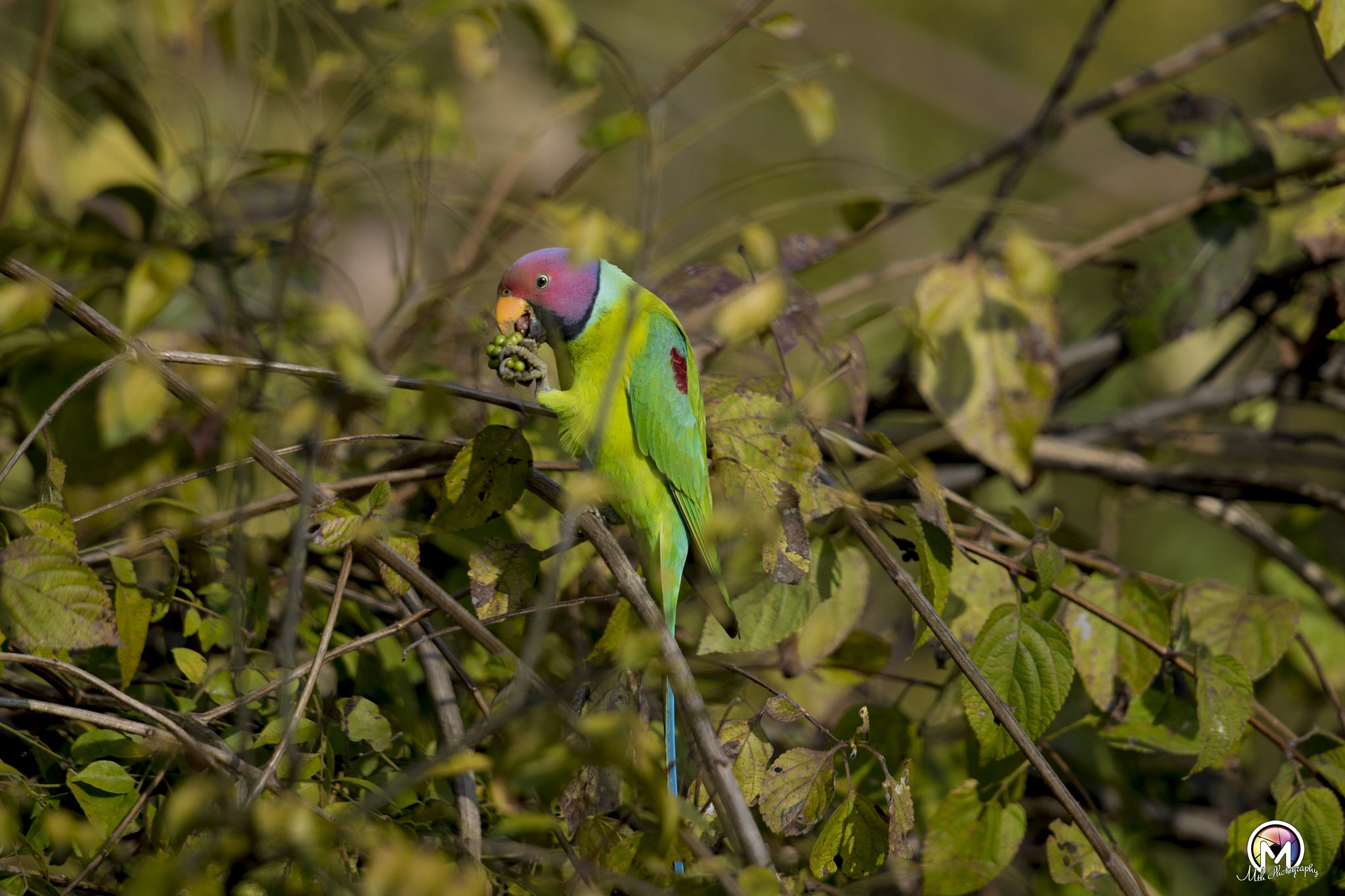 Nikon D750 sample photo. Plum headed parakeet photography