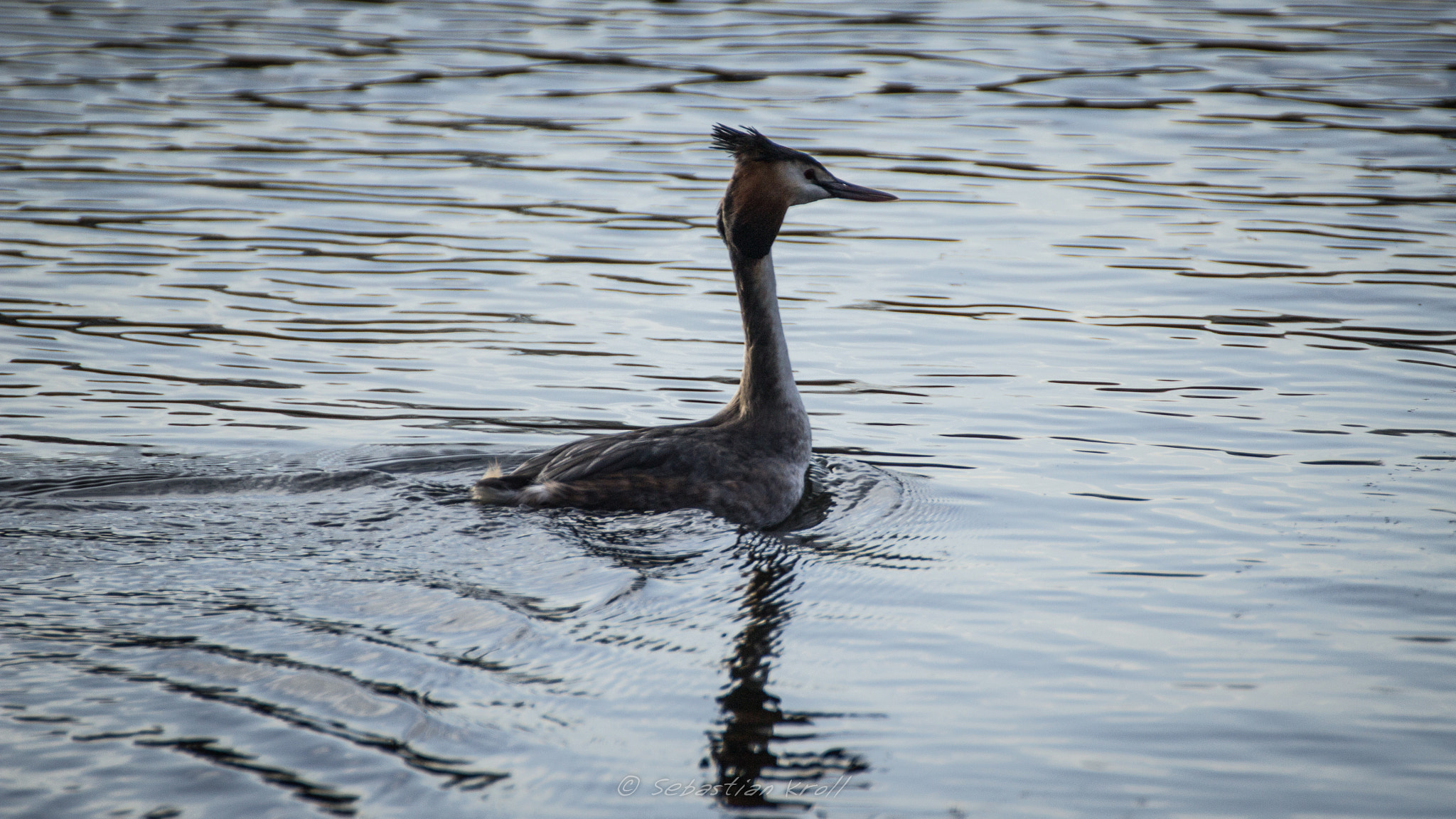 Canon EOS 1200D (EOS Rebel T5 / EOS Kiss X70 / EOS Hi) sample photo. Great crested grebe photography