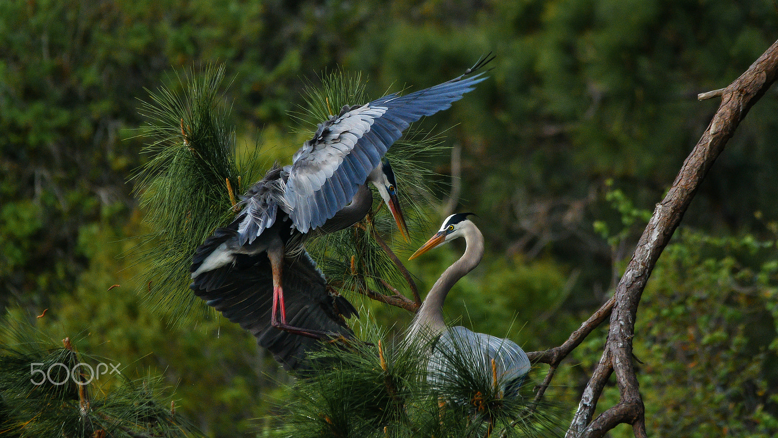 Sigma 150-500mm F5-6.3 DG OS HSM sample photo. Great blue heron mates photography