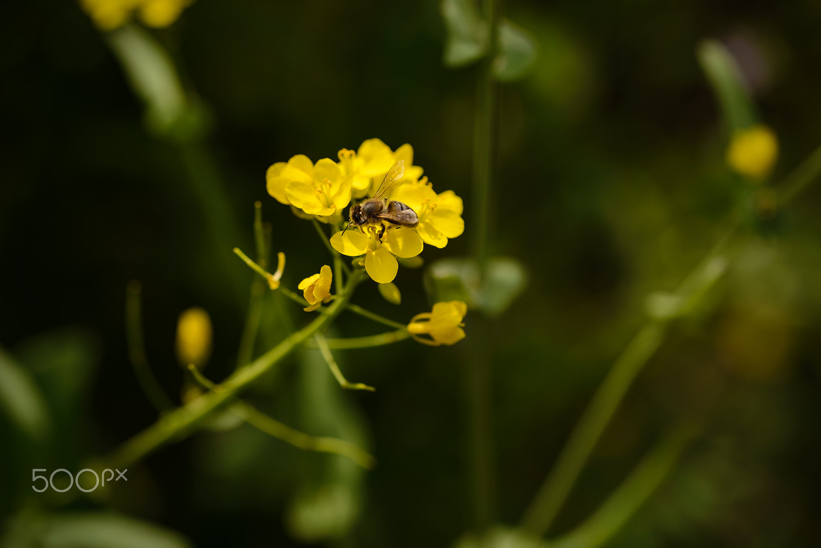 Sigma 105mm F2.8 EX DG OS HSM sample photo. Bee fun photography