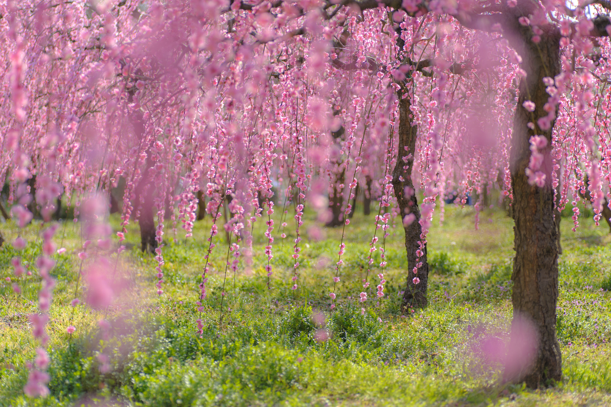 Nikon D700 sample photo. Weeping japanese apricot photography