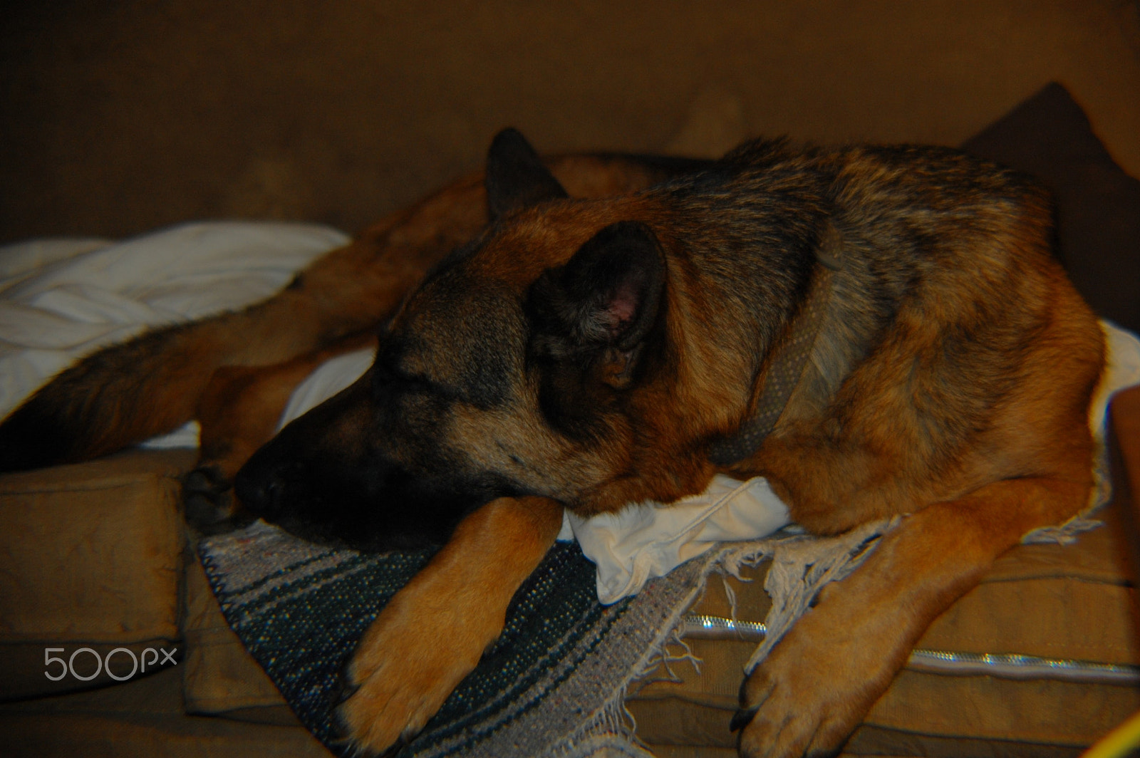 Nikon D40 sample photo. Let sleeping dogs dream photography