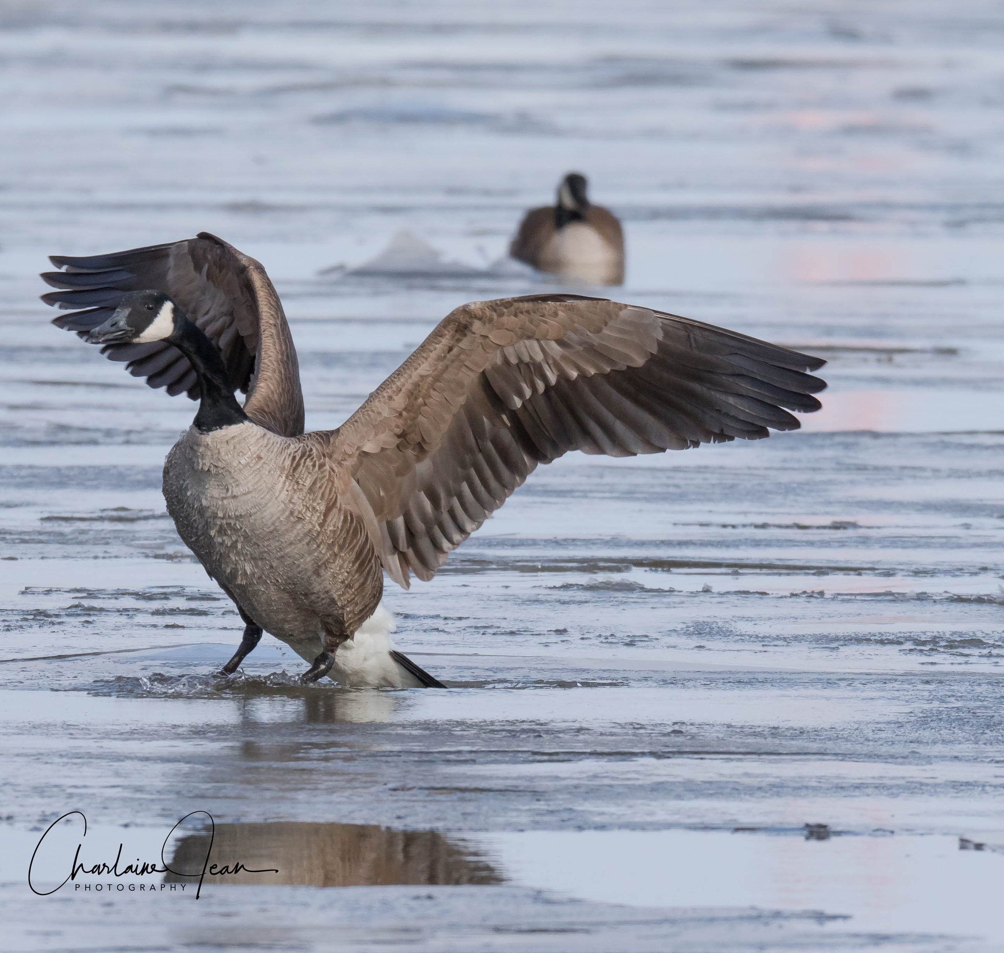 150-600mm F5-6.3 DG OS HSM | Sports 014 sample photo. Canada geese, st-lawrence river, quebec, ca photography
