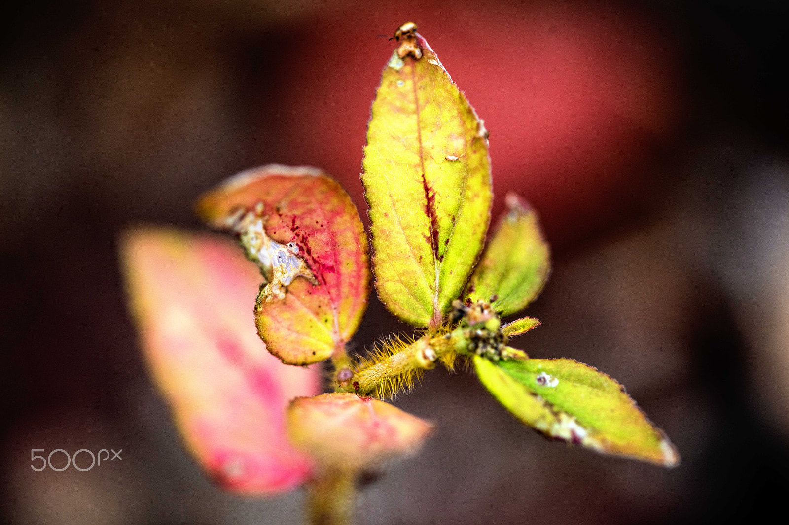 Canon EF 100mm F2.8 Macro USM sample photo. Leaves photography