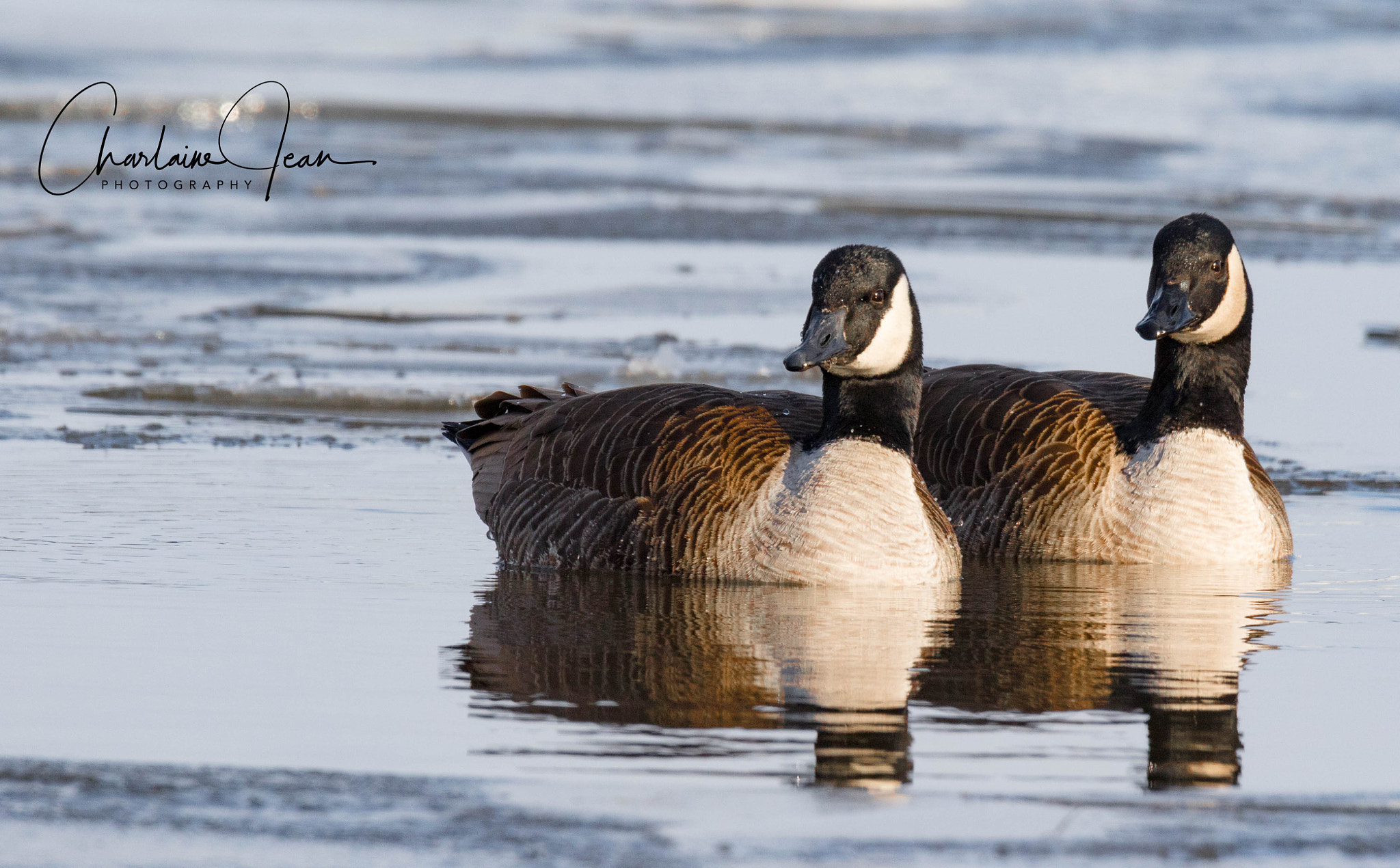 Canon EOS 7D Mark II sample photo. Canada geese, st-lawrence river, quebec, ca photography