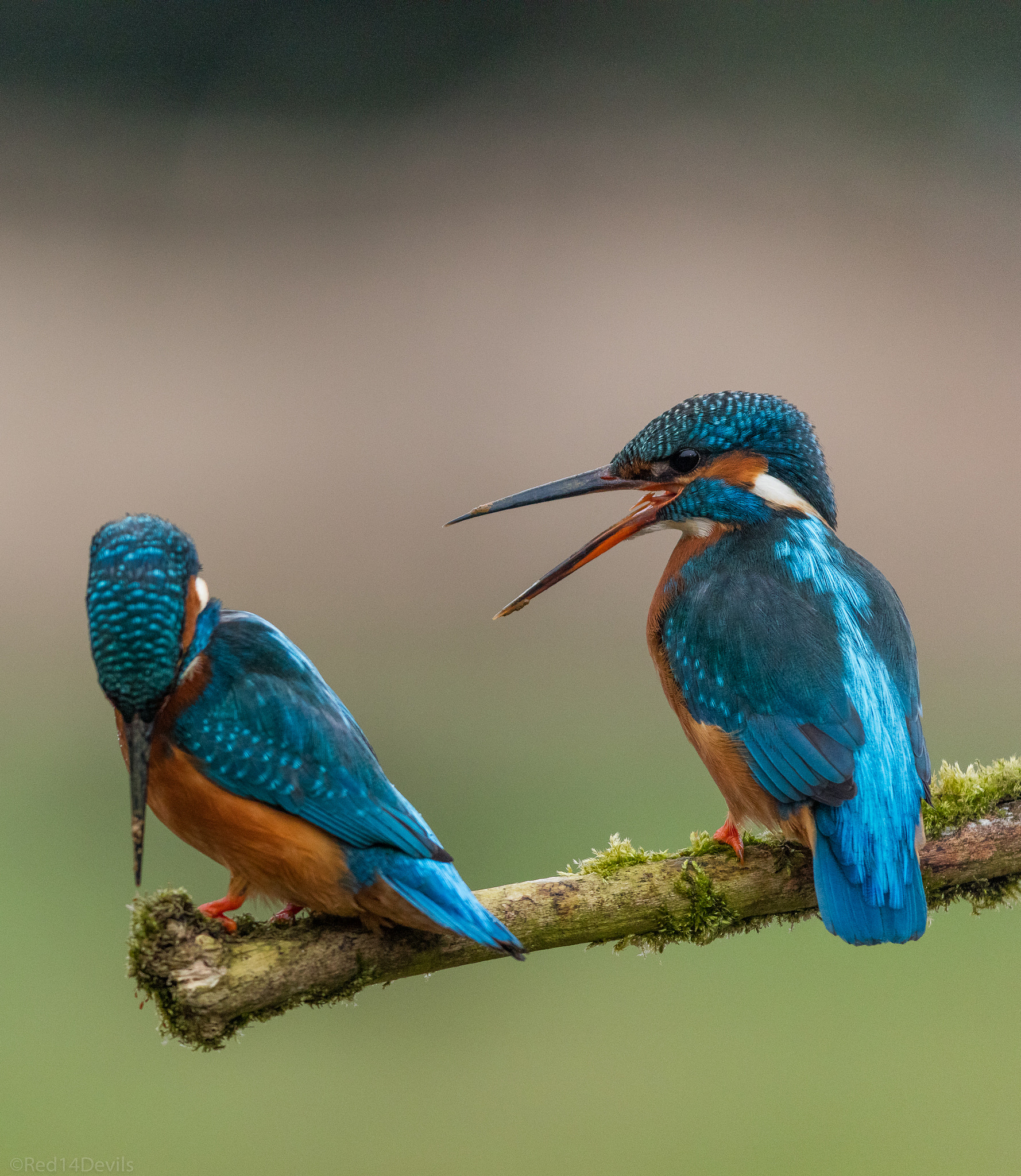 Canon EF 200-400mm F4L IS USM Extender 1.4x sample photo. Get off my perch photography