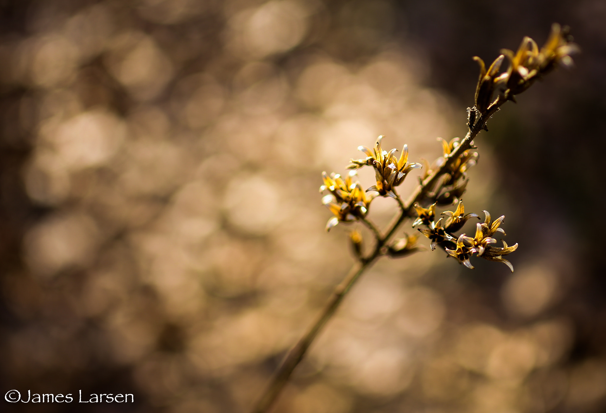 Canon EOS 6D + Tamron SP 45mm F1.8 Di VC USD sample photo. Dead plant in warm sunlight photography