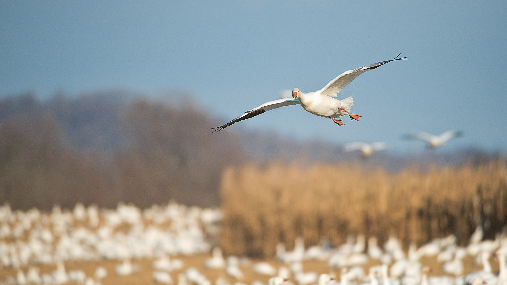 Nikon D750 + Sigma 50mm F2.8 EX DG Macro sample photo. Landing photography