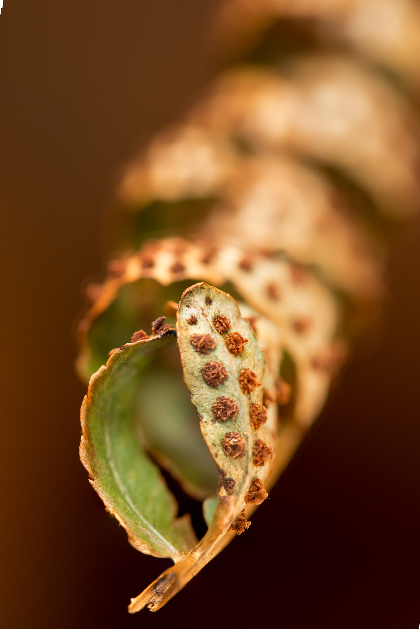 Canon EF 100mm F2.8L Macro IS USM sample photo. Fern /2 photography