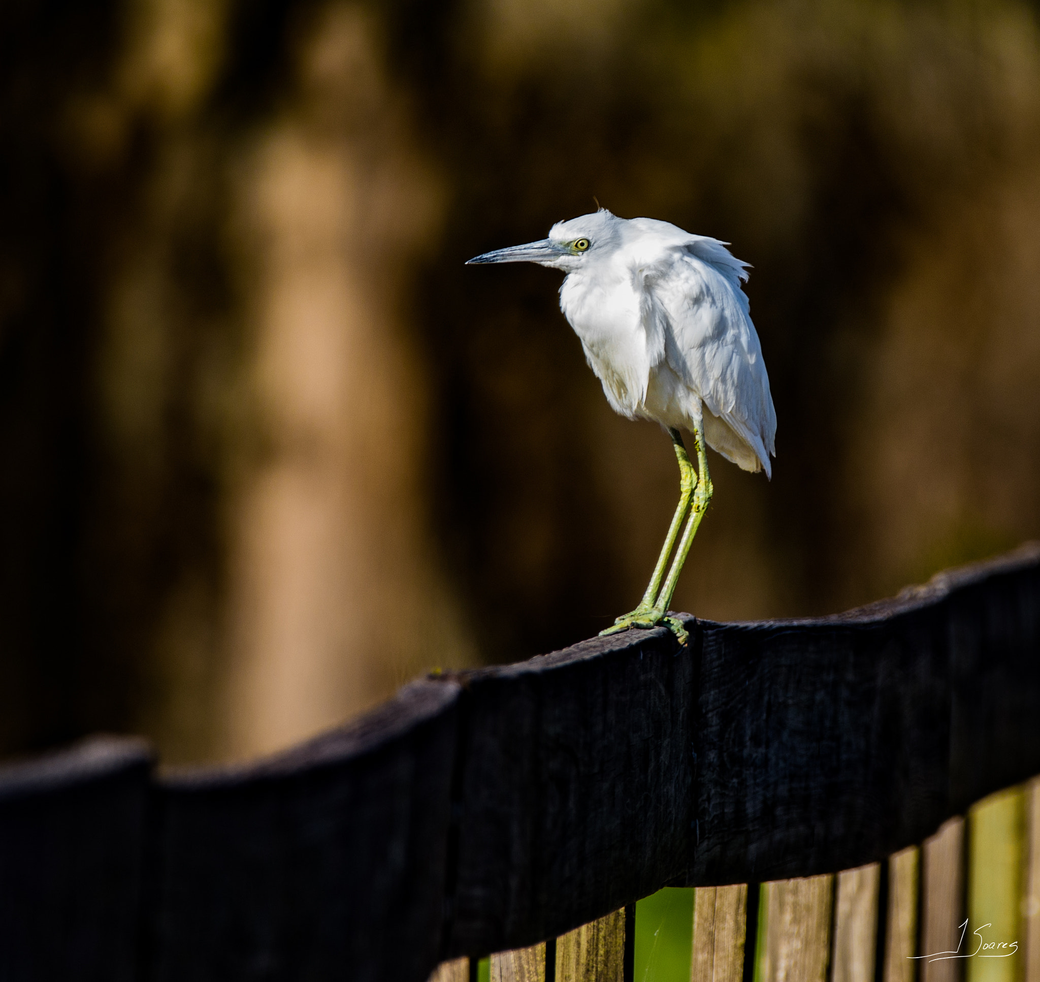 150-600mm F5-6.3 DG OS HSM | Contemporary 015 sample photo. Little white heron photography