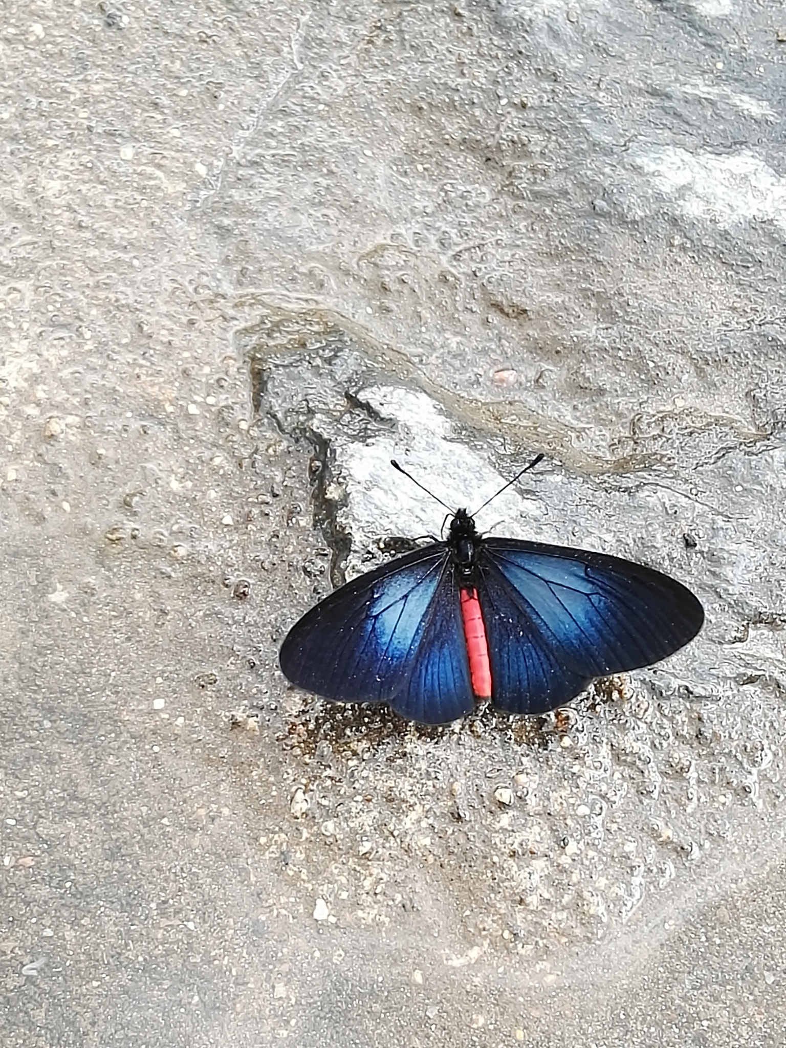 HUAWEI Mate S sample photo. Butterfly photography
