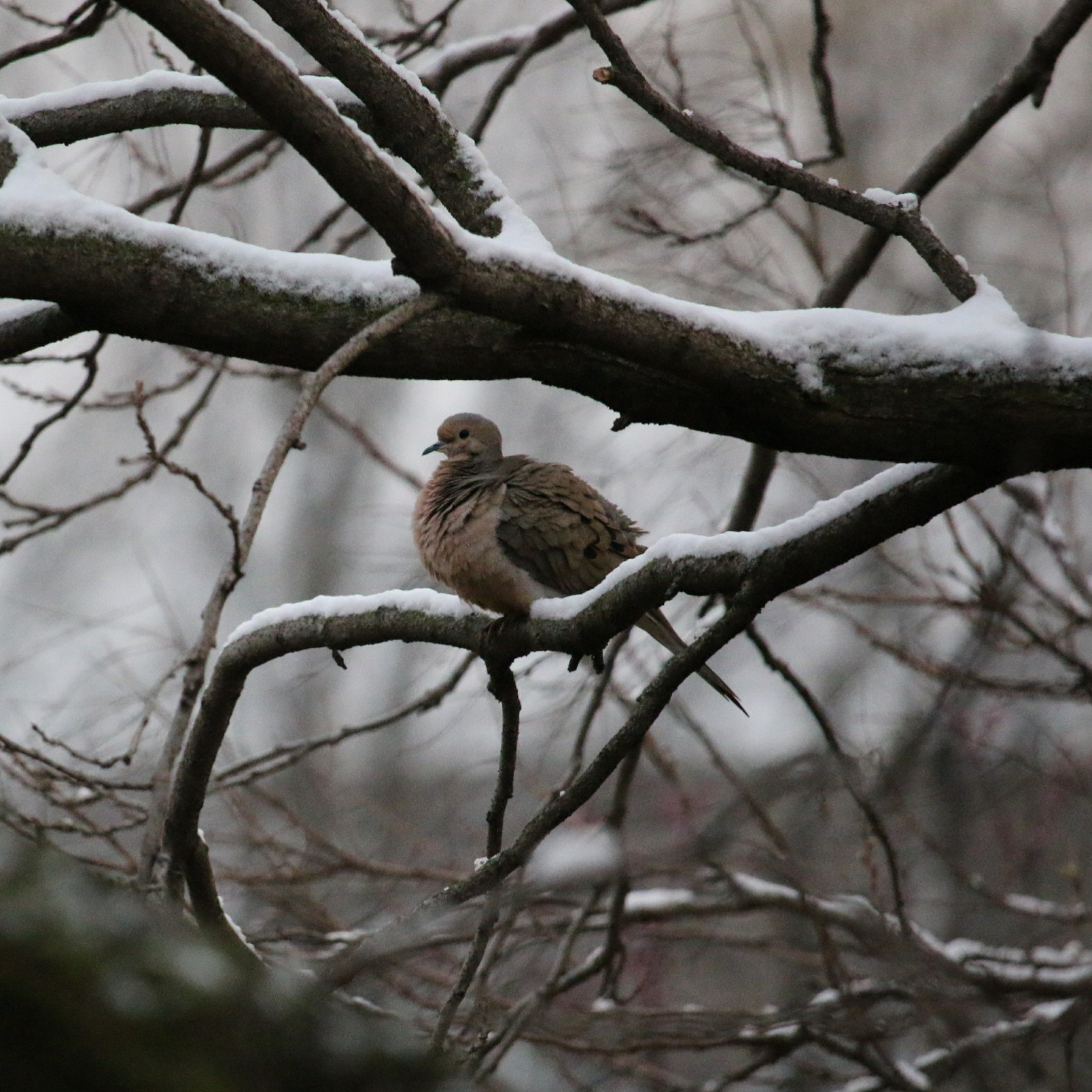Canon EF-S 55-250mm F4-5.6 IS STM sample photo. Winter photography