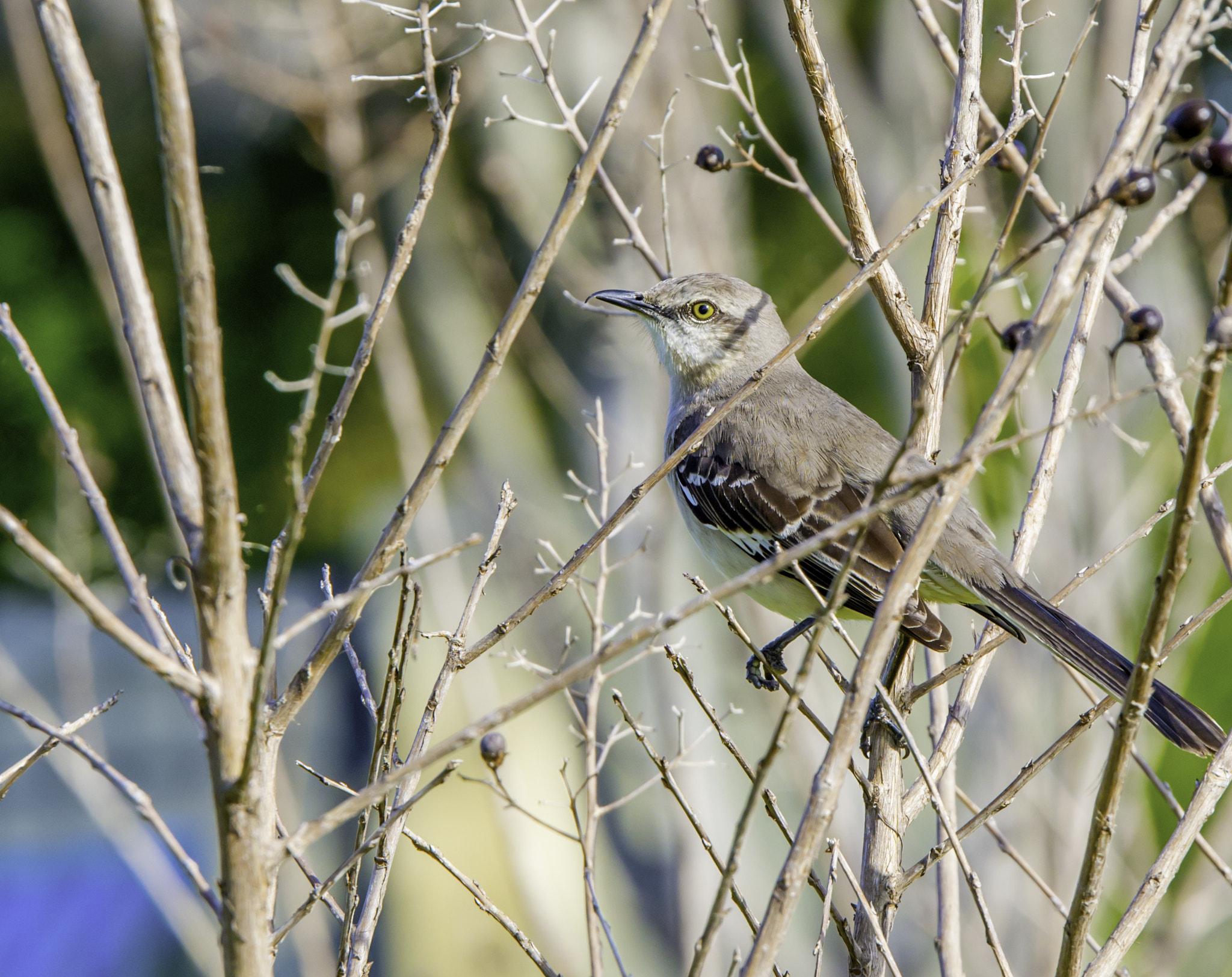 Sigma 18-200mm F3.5-6.3 DC OS HSM sample photo. Song bird photography
