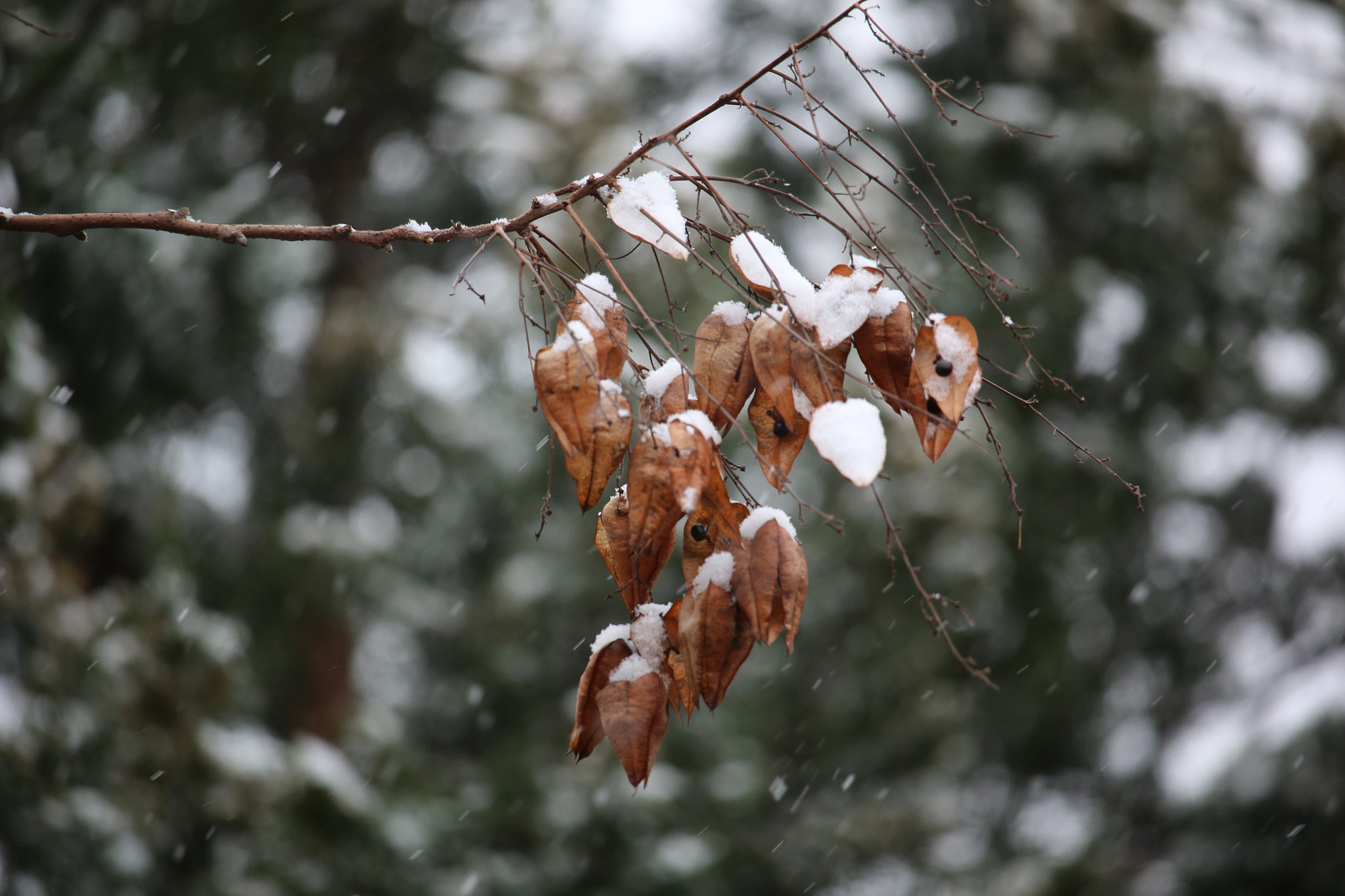 Canon EF-S 55-250mm F4-5.6 IS STM sample photo. Snowfall photography