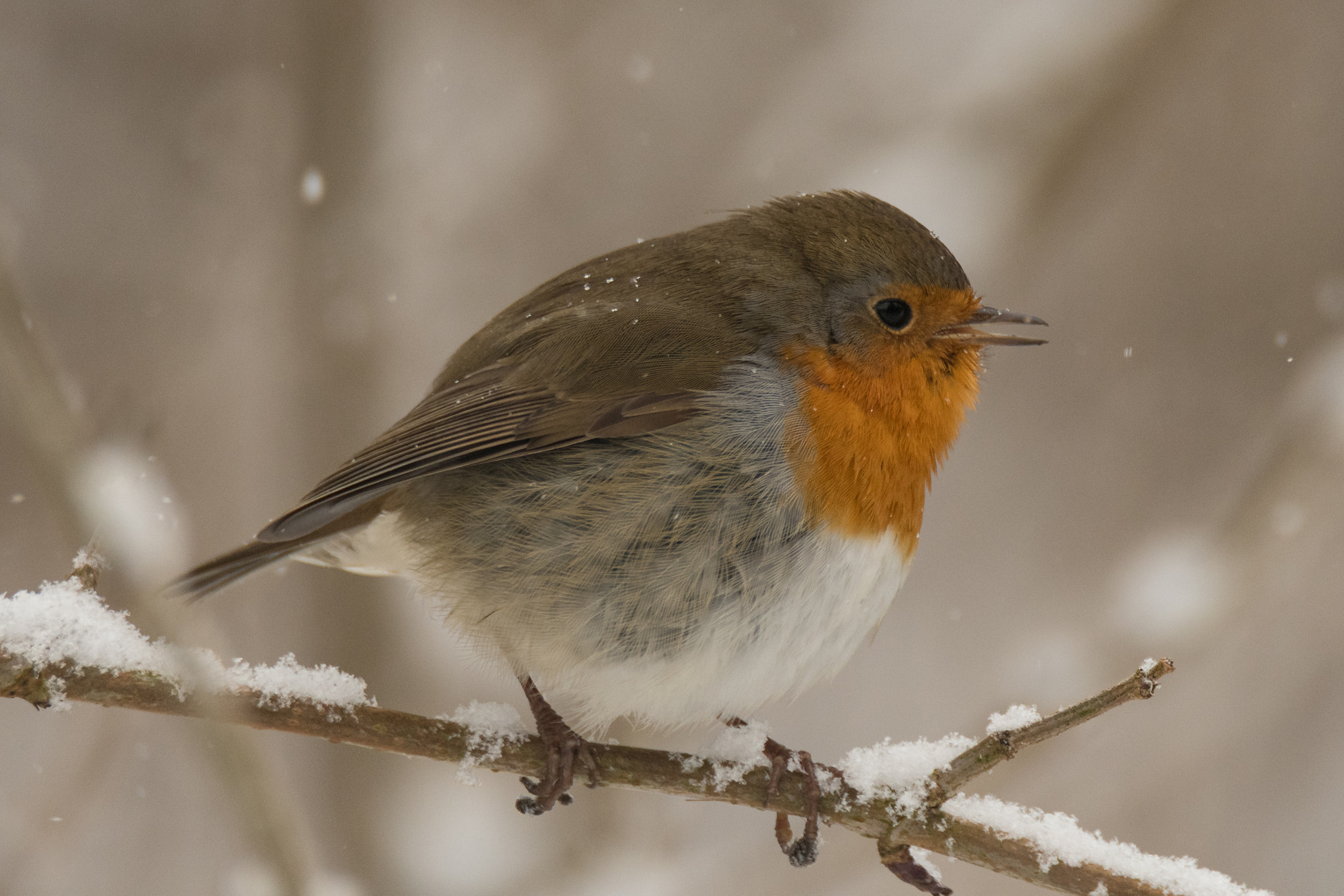Nikon D500 sample photo. Red robin photography