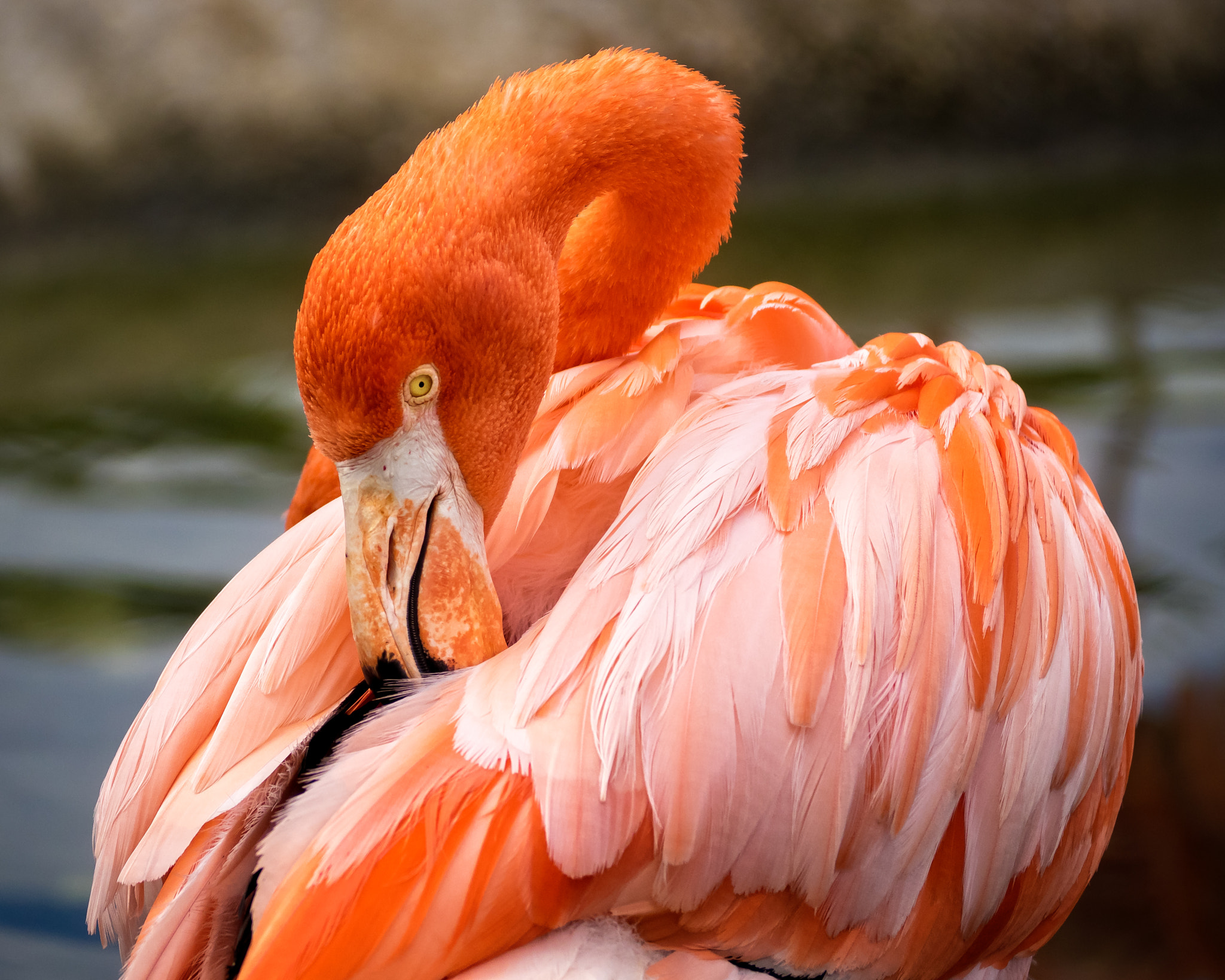 Olympus OM-D E-M1 sample photo. American flamingo (phoenicopterus ruber) photography