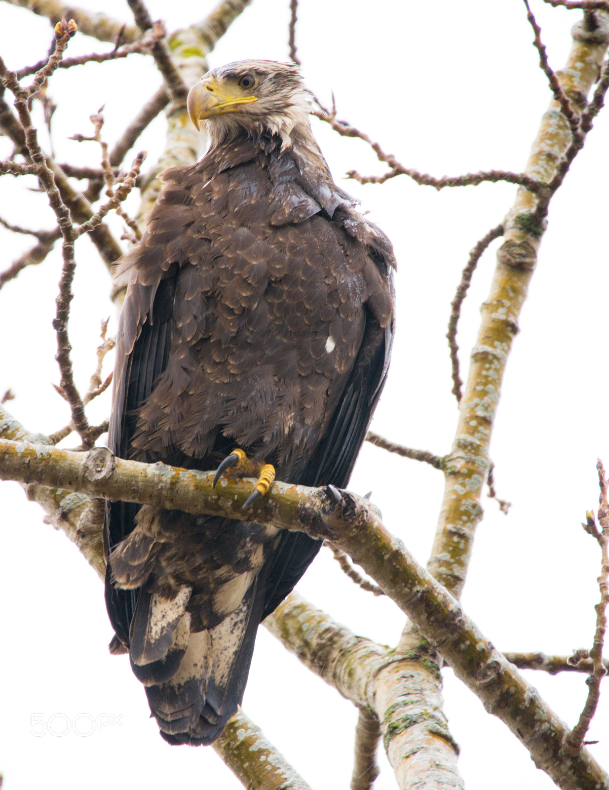 Nikon D750 sample photo. Young bald eagle photography