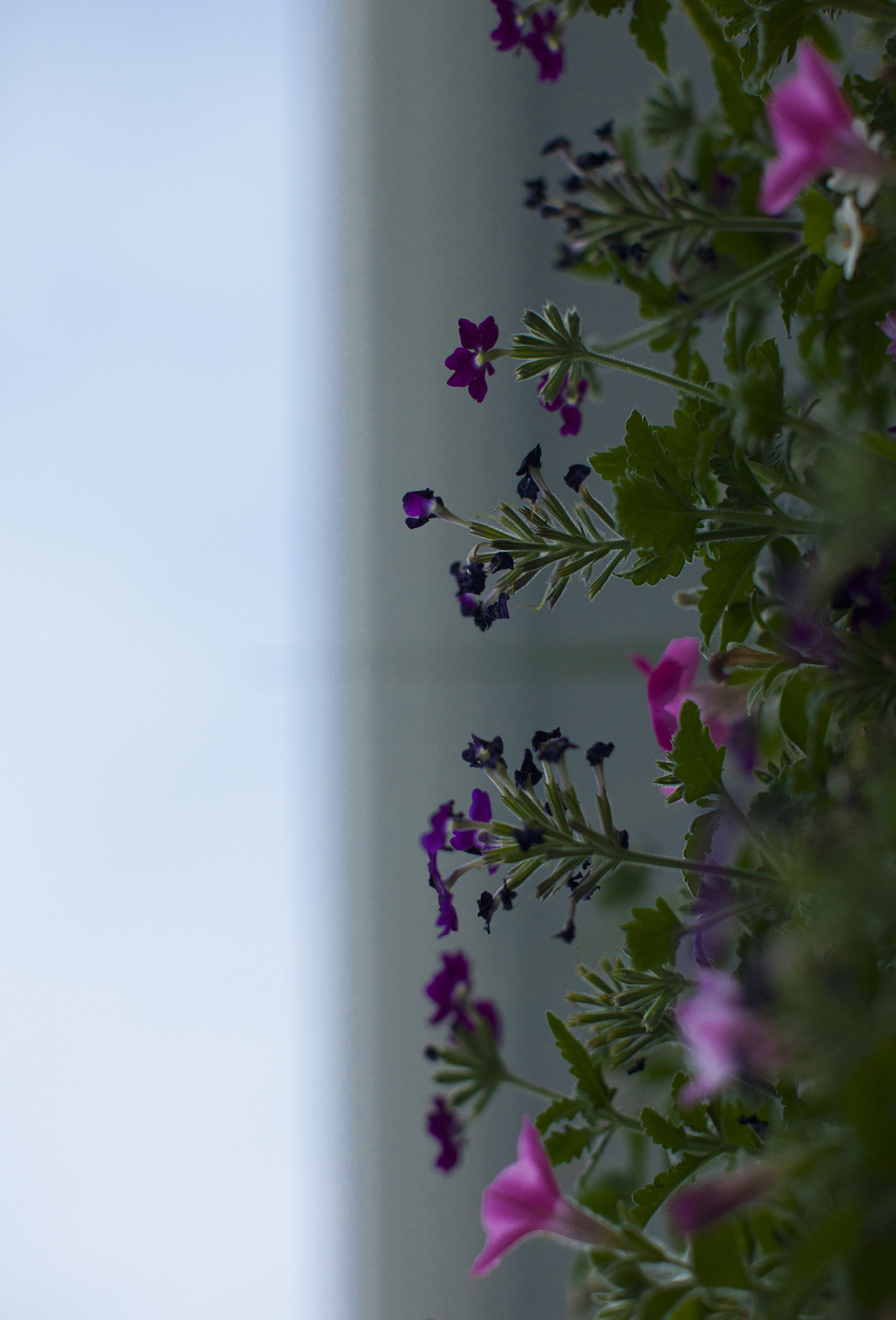 Canon EF 50mm F1.2L USM sample photo. Mg photography