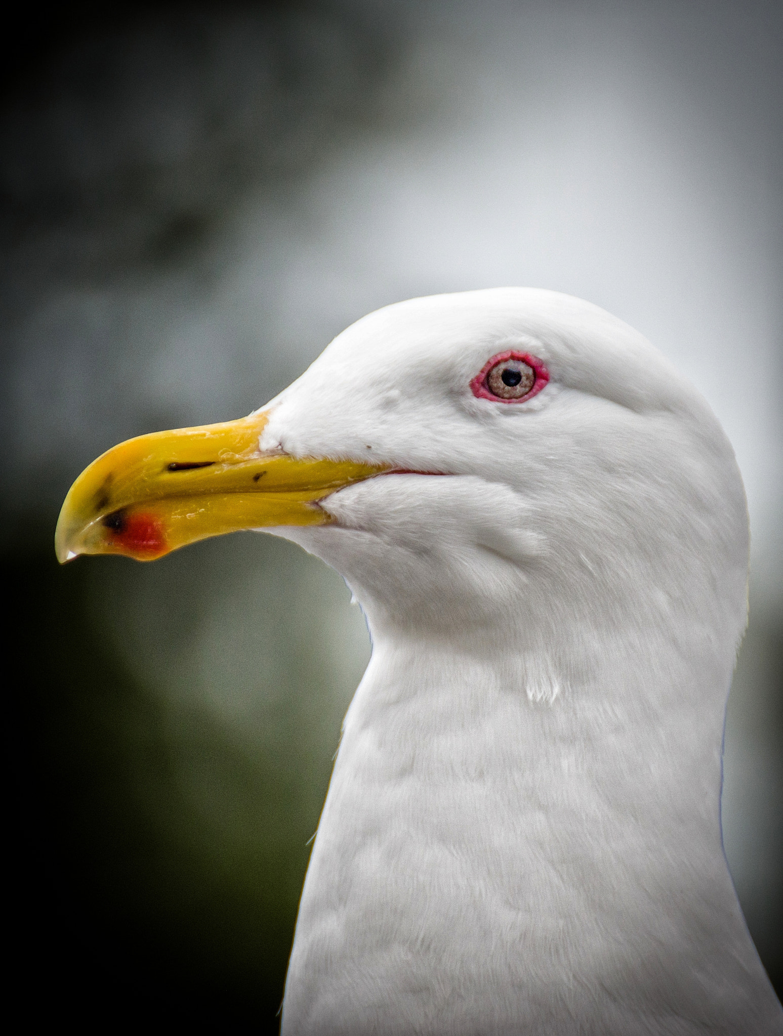 Pentax K-70 + Sigma sample photo. Ratbird photography