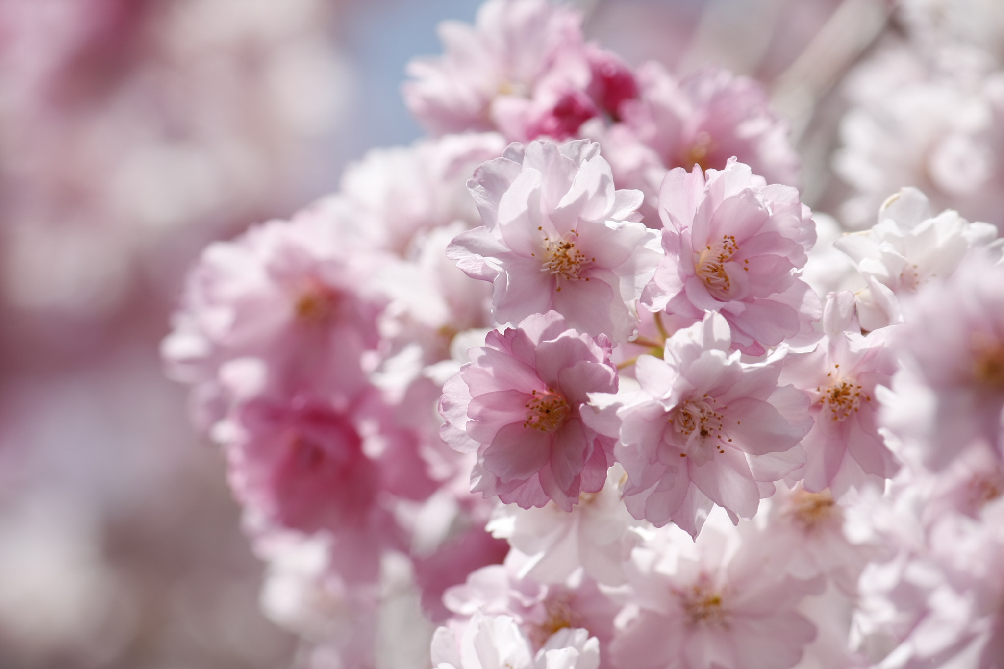 Canon EF-S 55-250mm F4-5.6 IS sample photo. Sakura photography