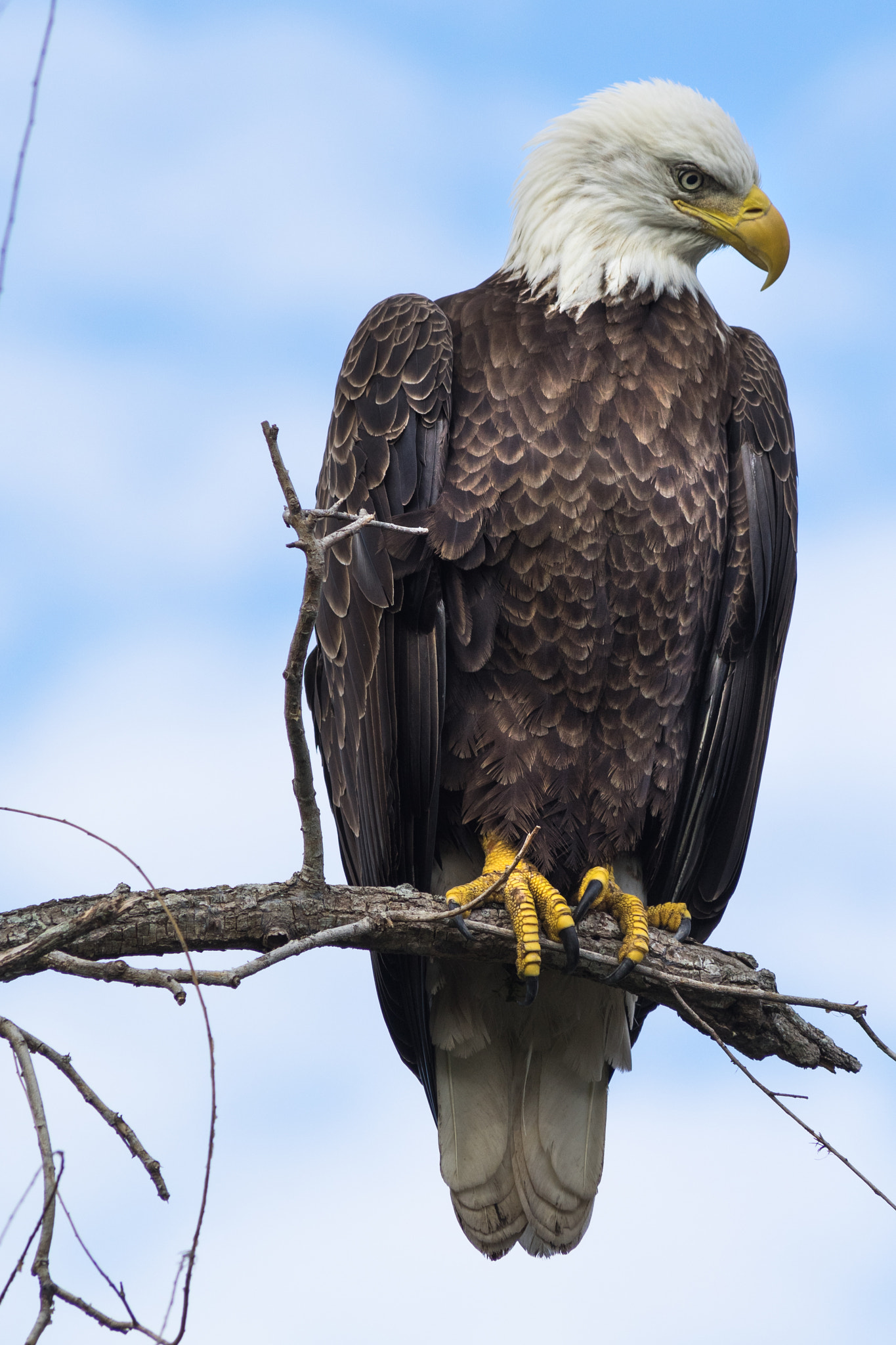 Minolta AF 300mm F4 HS-APO G sample photo. Freedom photography