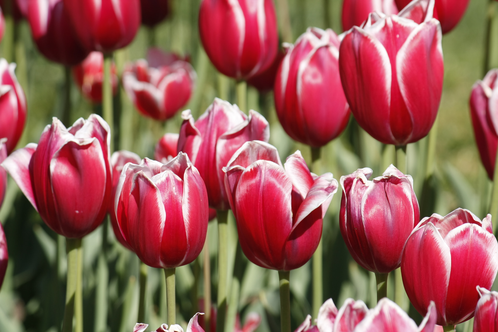 Canon EF-S 55-250mm F4-5.6 IS sample photo. Red tulips photography