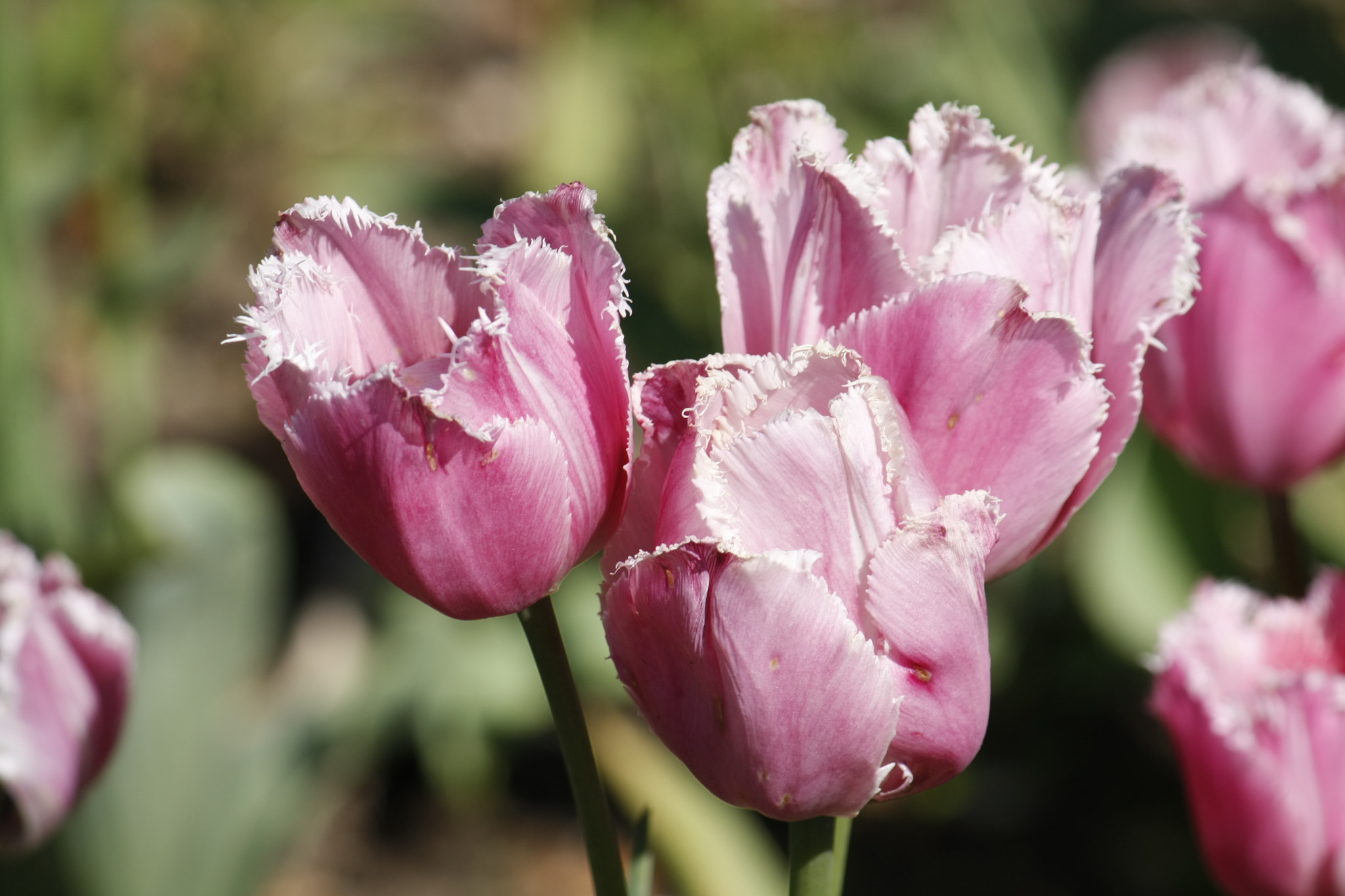 Canon EF-S 55-250mm F4-5.6 IS sample photo. Special pink tulips photography