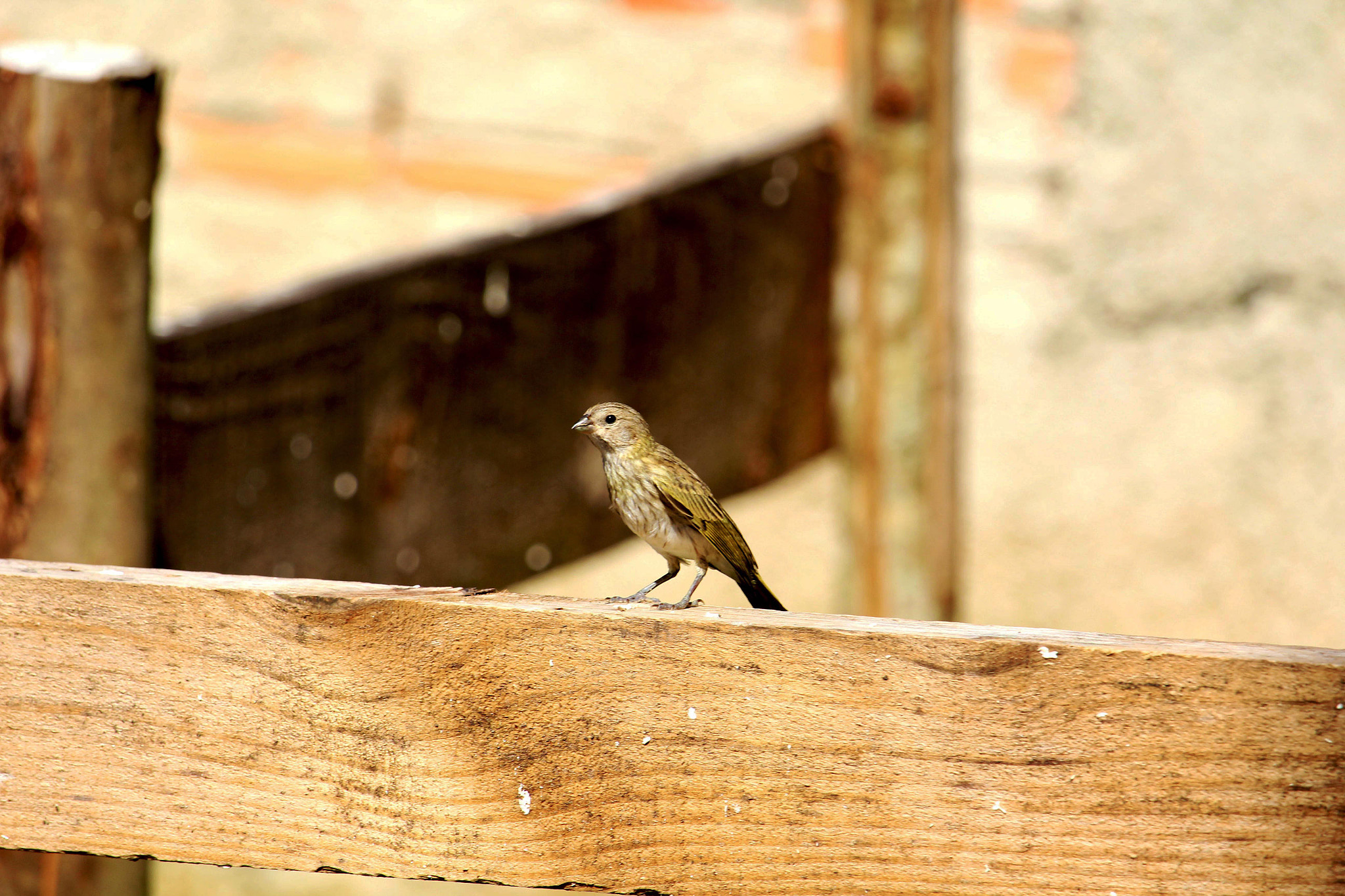 Canon EF-S 55-250mm F4-5.6 IS STM sample photo. Canário-da-terra photography