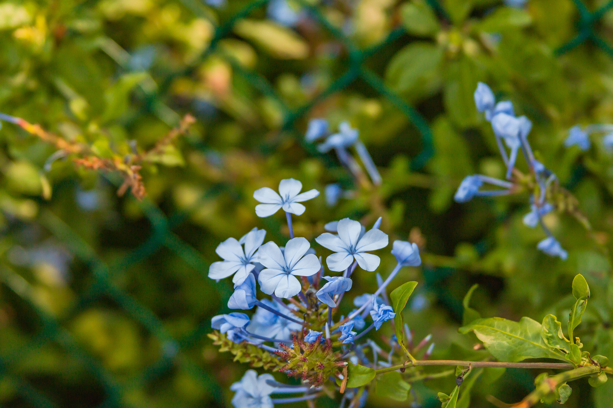 Canon EF 28-135mm F3.5-5.6 IS USM sample photo. Flowers at boulder beach photography