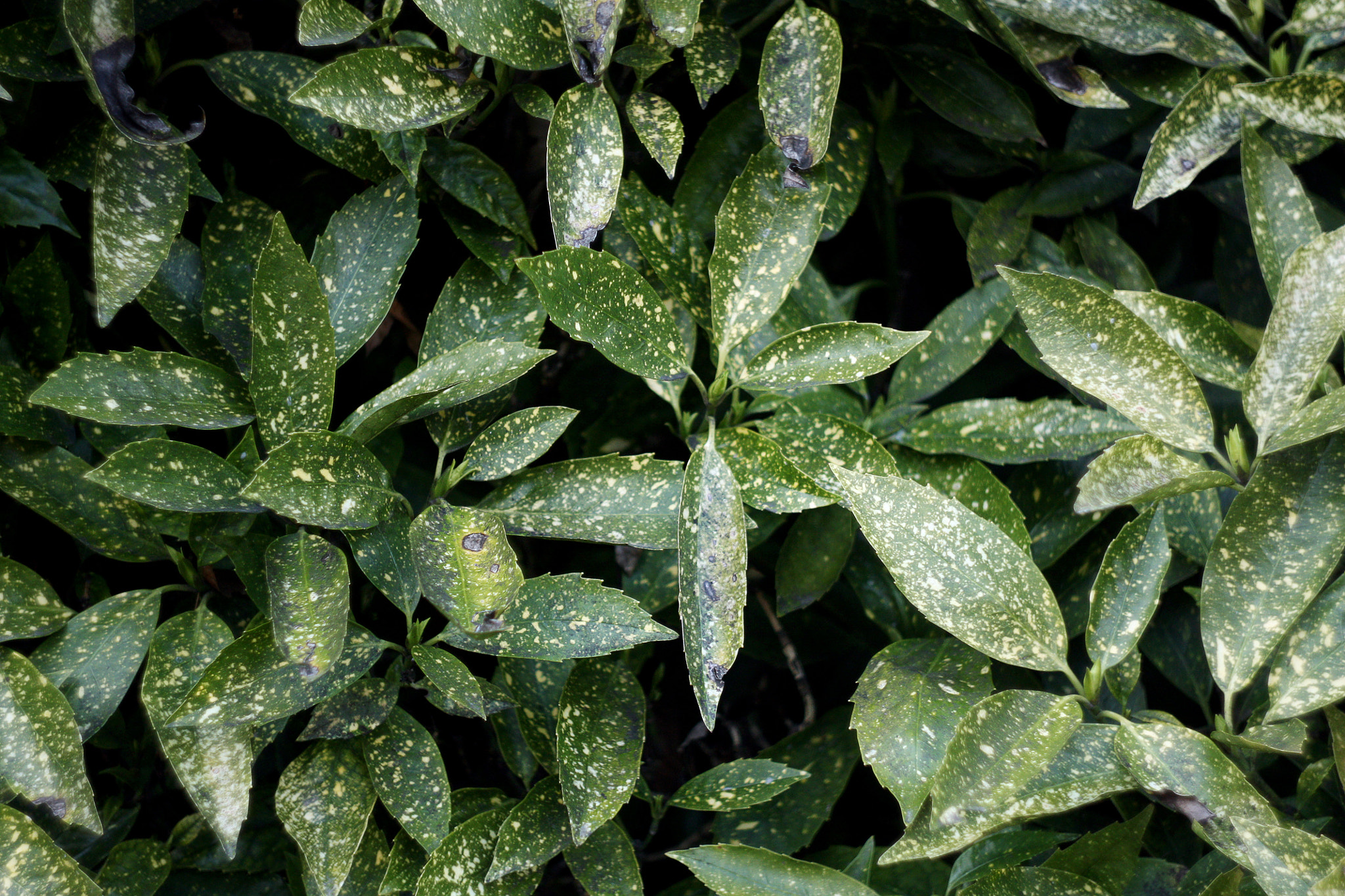 Canon EF 35-80mm f/4-5.6 sample photo. Green photography