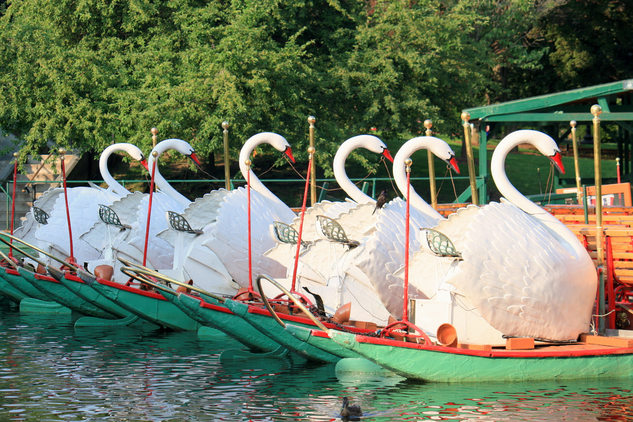 Canon EF-S 55-250mm F4-5.6 IS sample photo. Swan boats photography