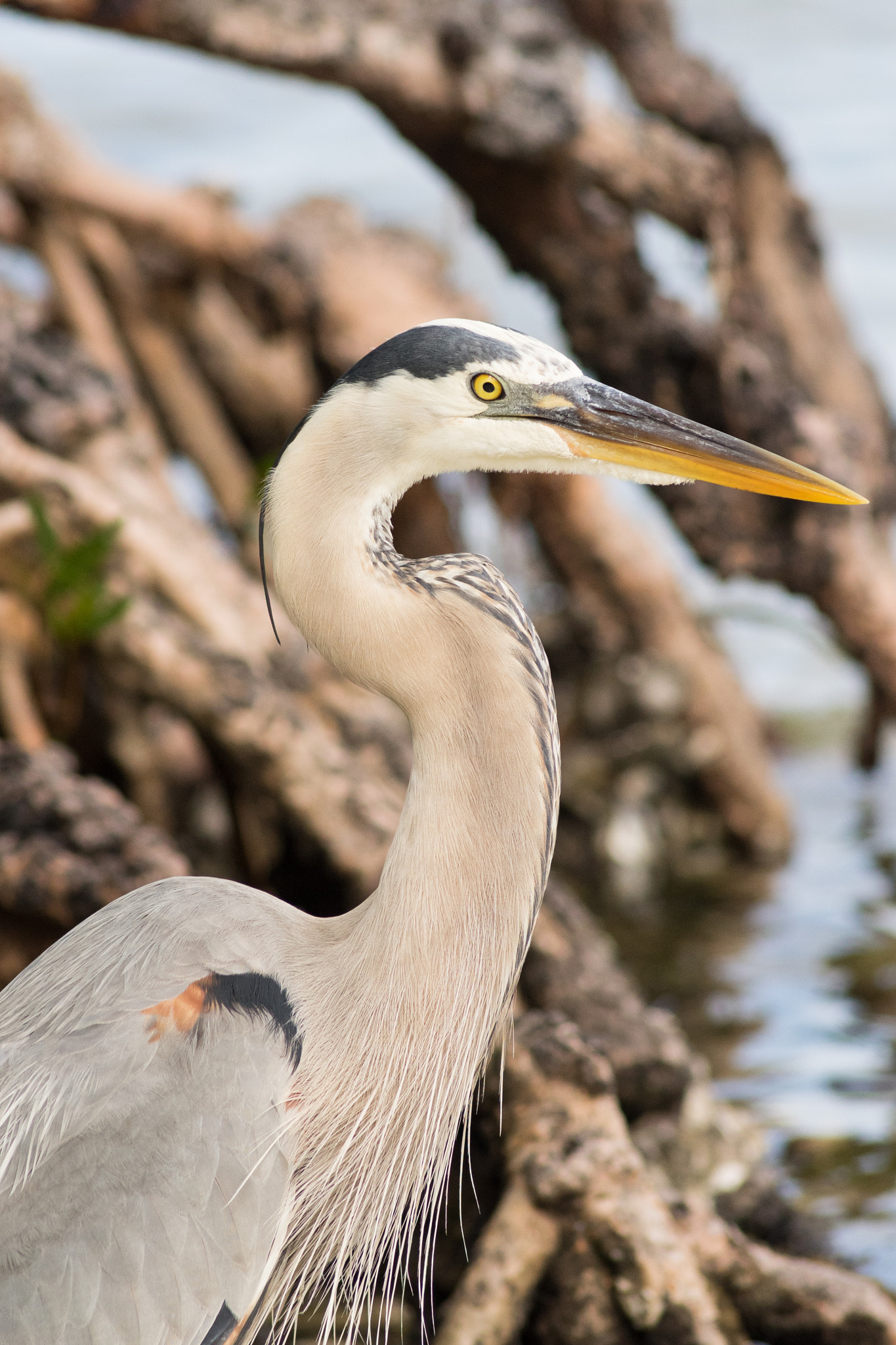 Minolta AF 300mm F4 HS-APO G sample photo. Great blue heron named fred photography
