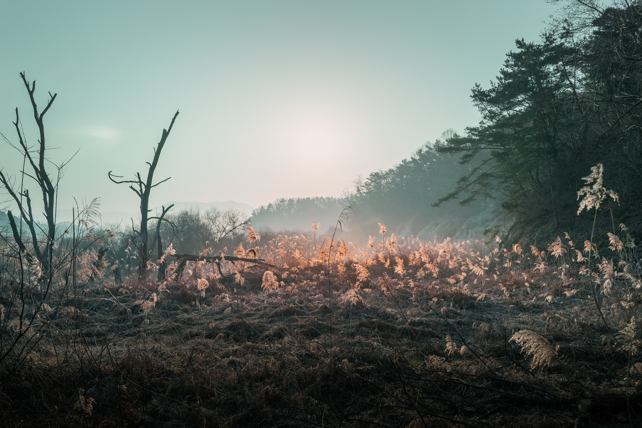 Sony a7 + ZEISS Batis 25mm F2 sample photo. Reeds glow photography