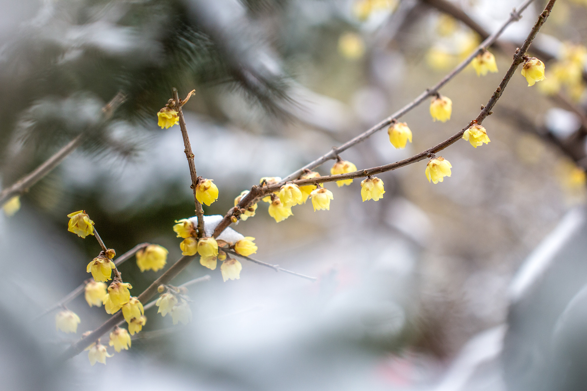 Canon EF 100mm F2.8L Macro IS USM sample photo. Mg photography