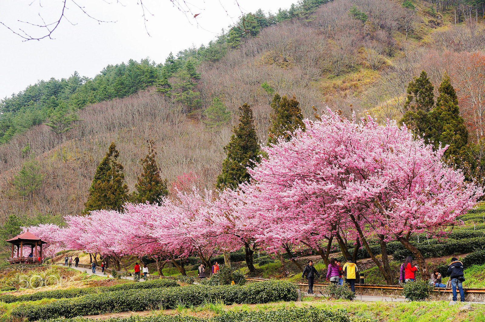 Sony SLT-A55 (SLT-A55V) sample photo. 桜の花見 photography