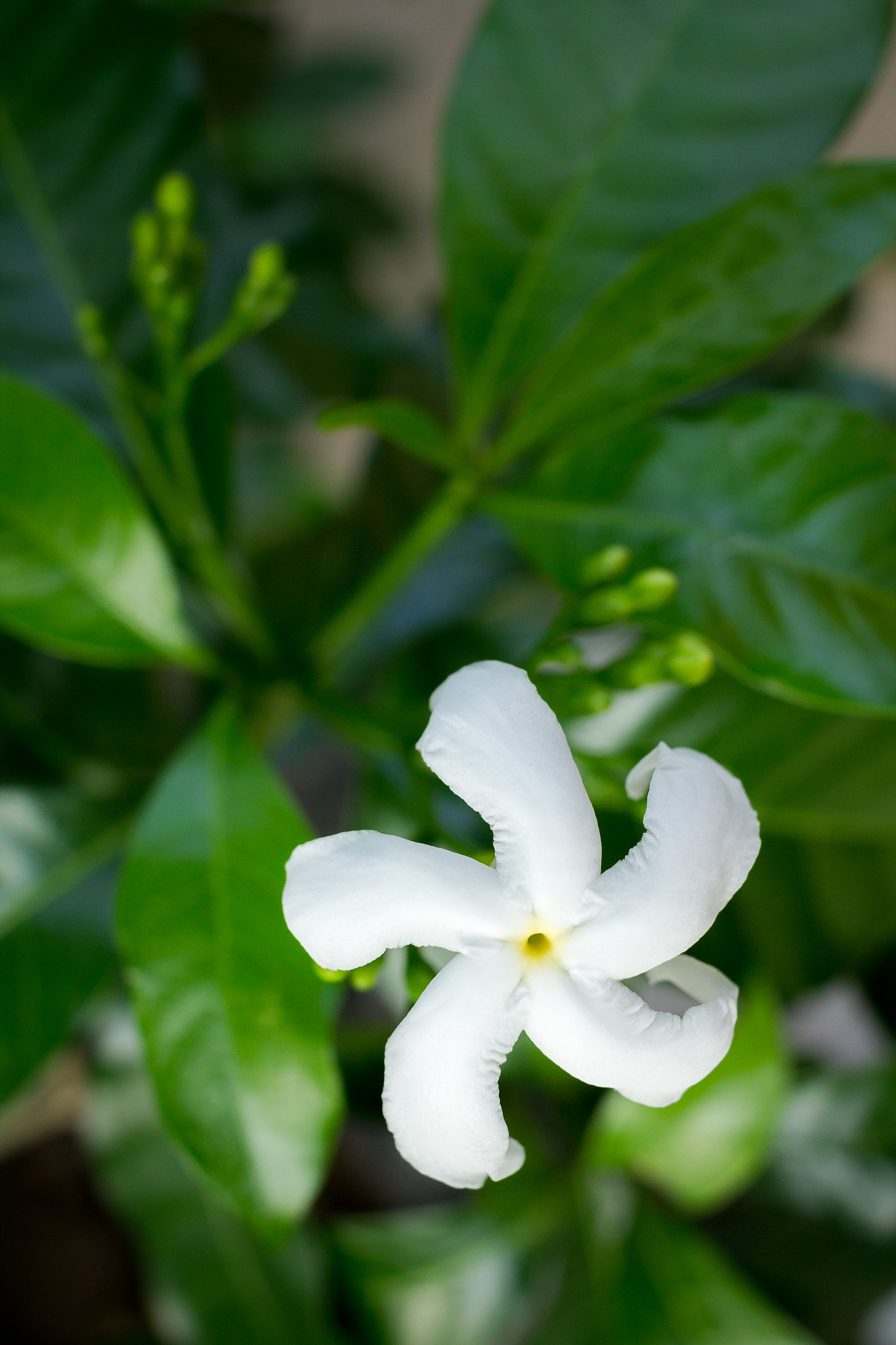 Canon EF-S 24mm F2.8 STM sample photo. நித்ய கல்யாணி photography
