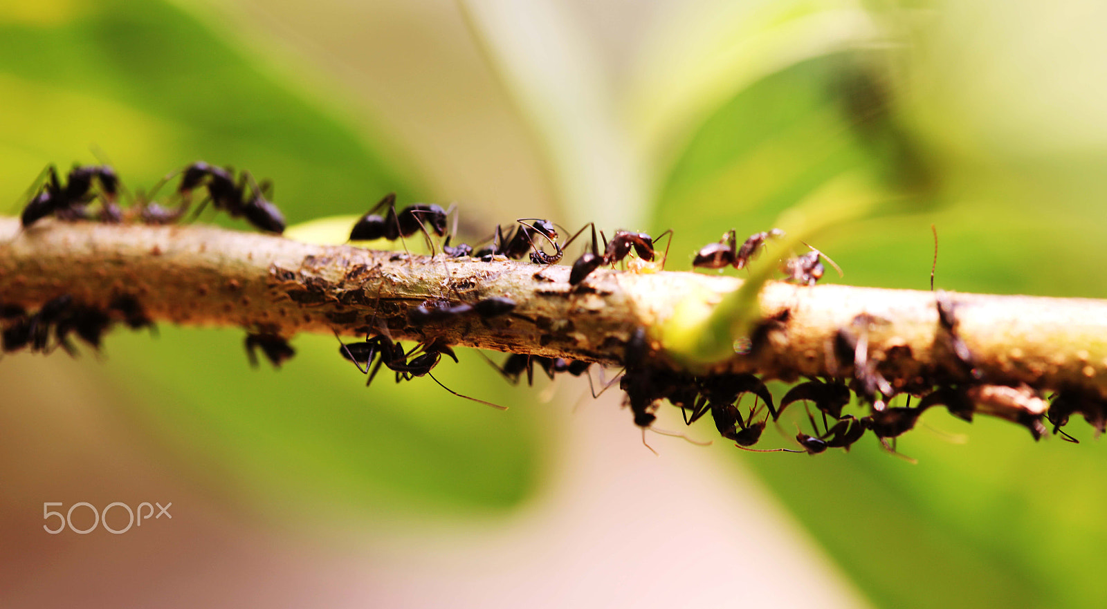 Canon EF 100mm F2.8 Macro USM sample photo. Ants photography