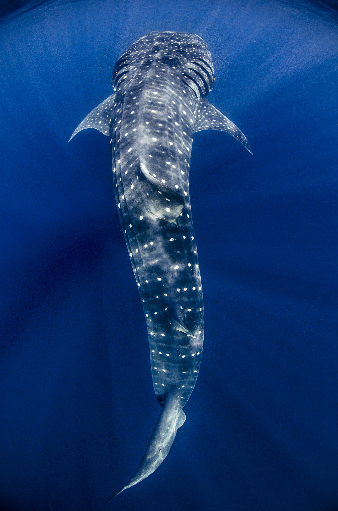 Nikon AF DX Fisheye-Nikkor 10.5mm F2.8G ED sample photo. Whaleshark photography