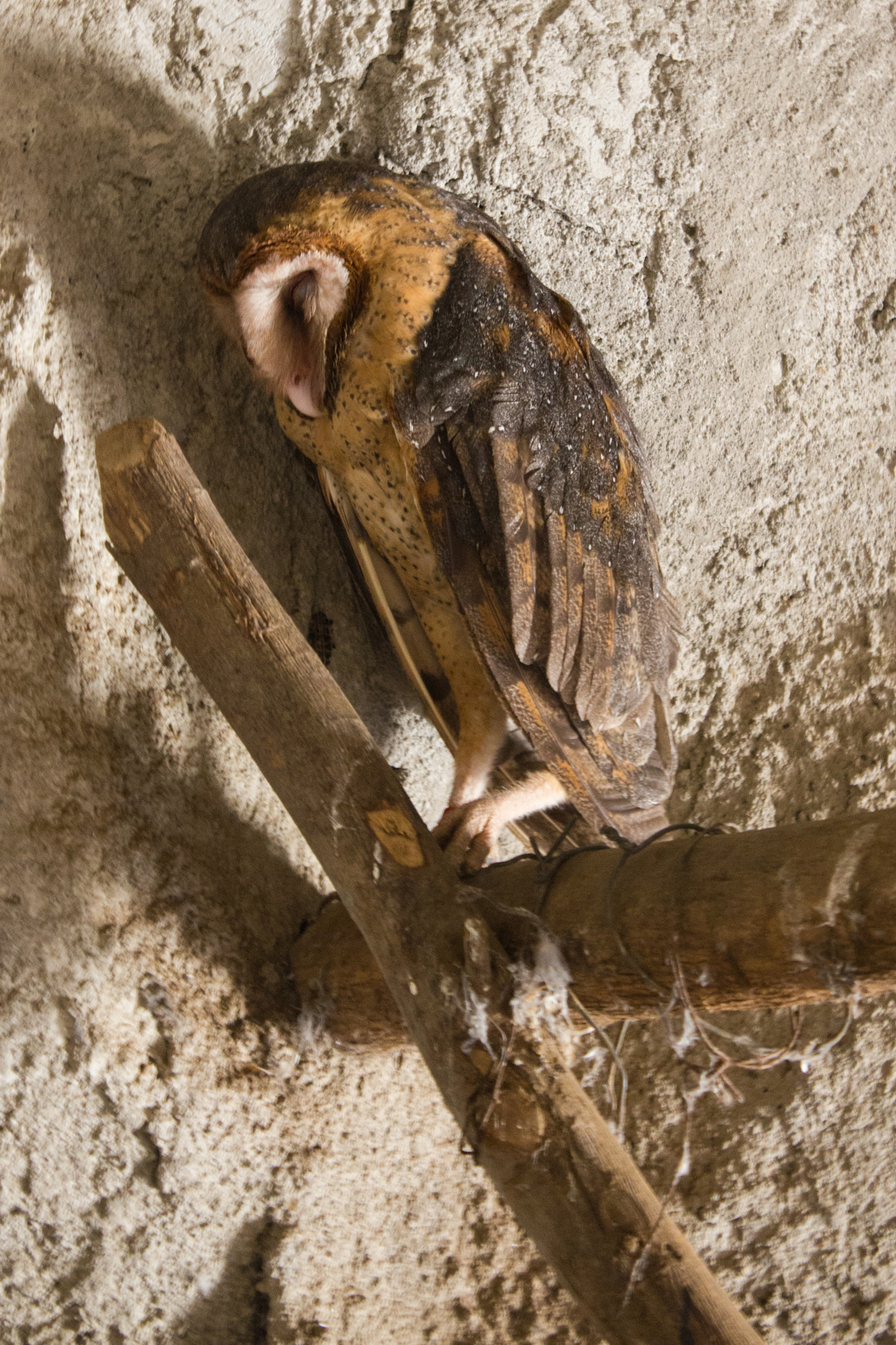 Canon EOS 550D (EOS Rebel T2i / EOS Kiss X4) sample photo. Owl photography