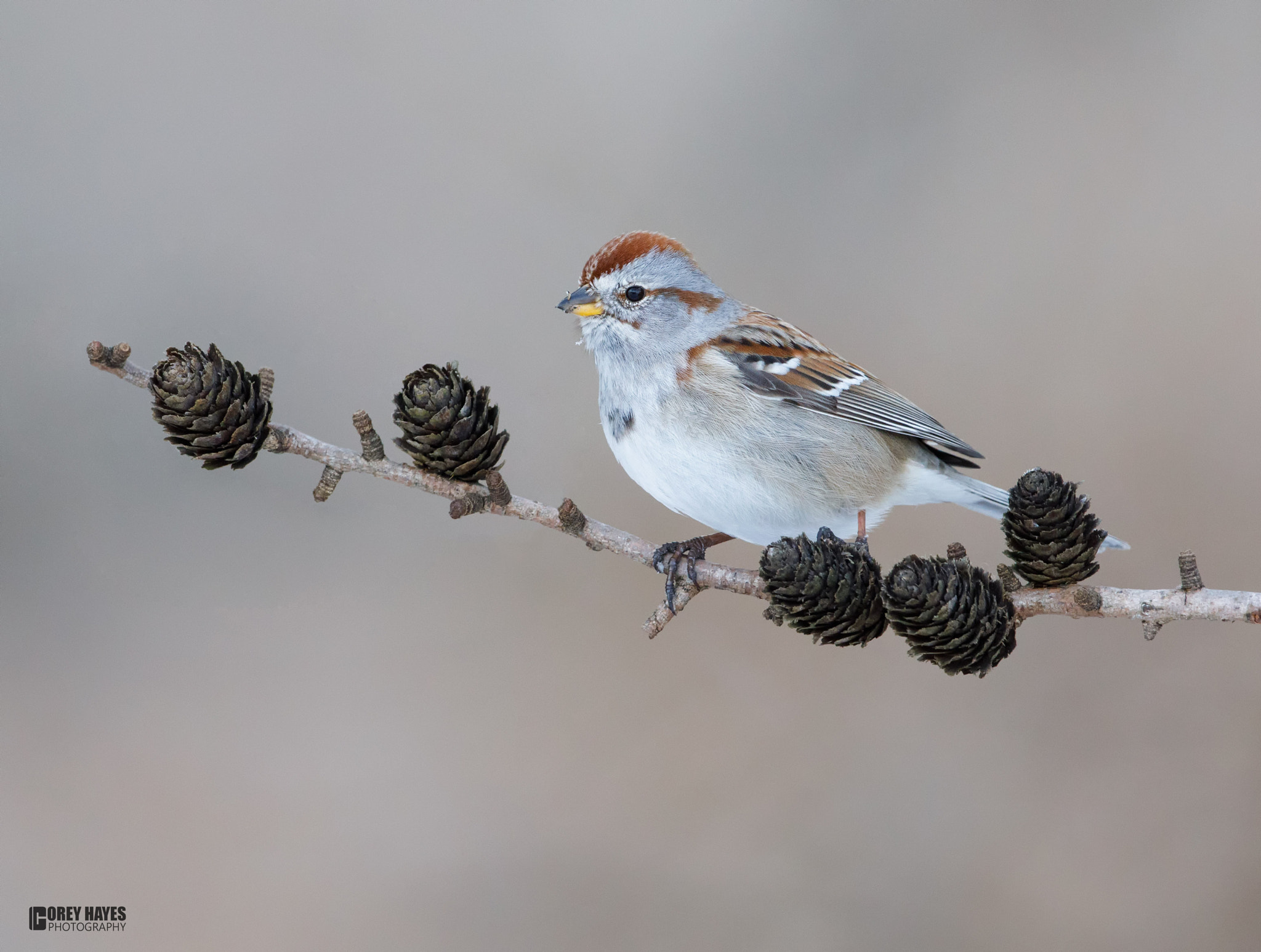 Canon EF 500mm F4L IS USM sample photo. American tree sparrow photography