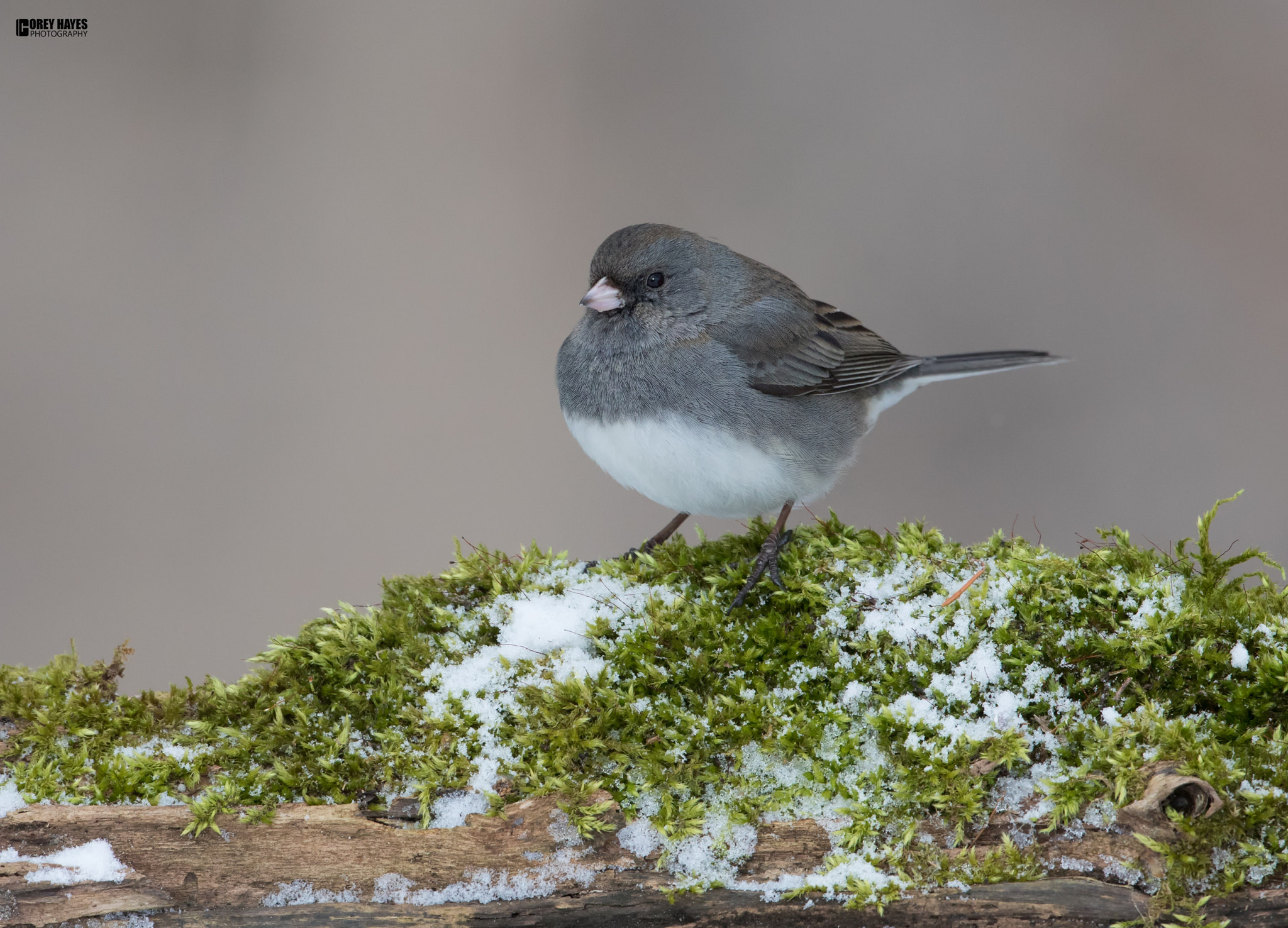 Canon EOS 5D Mark IV + Canon EF 500mm F4L IS USM sample photo. Dark eyed junco photography